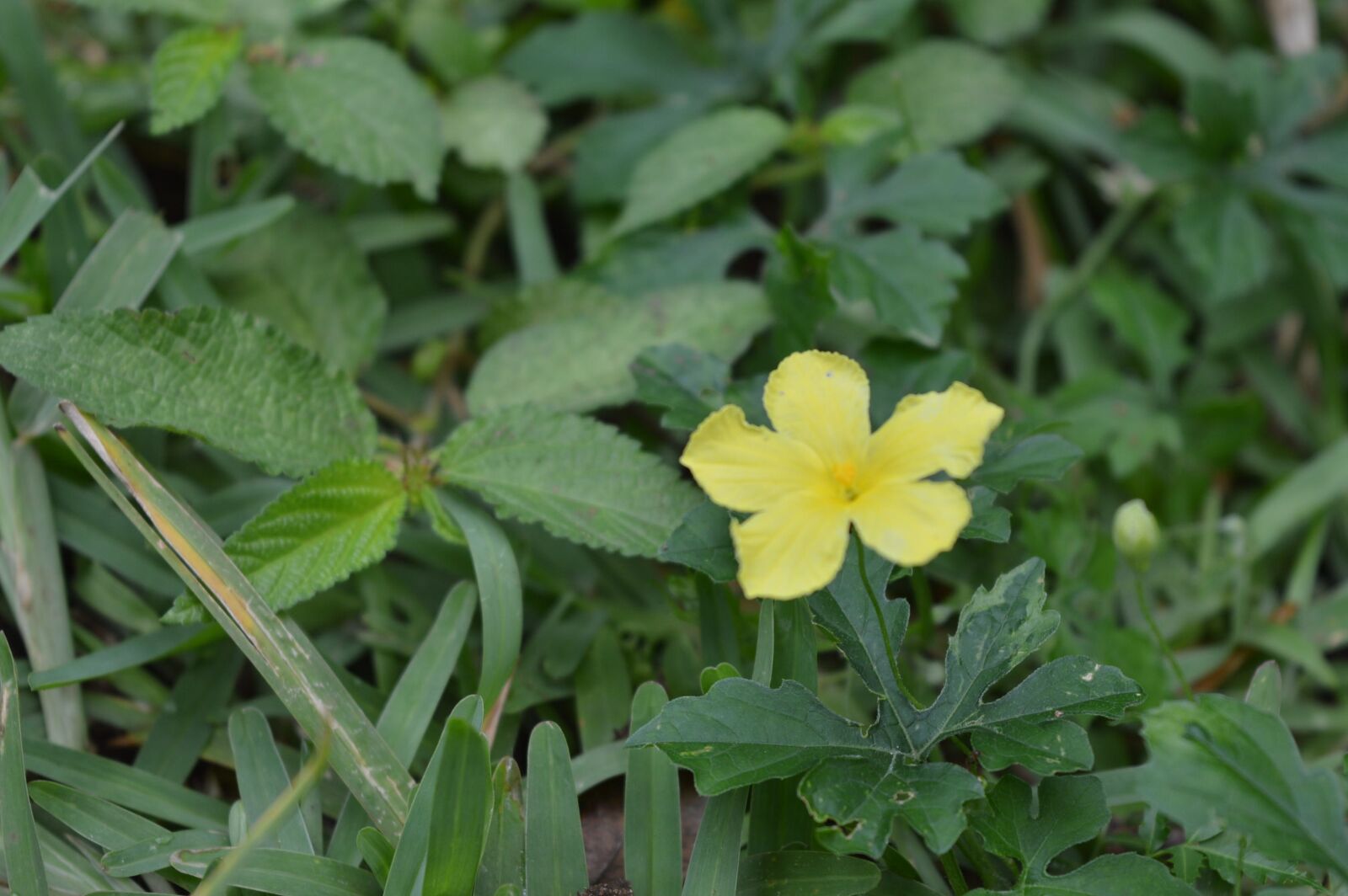 Nikon D3200 sample photo. Garden, flowers, nature photography