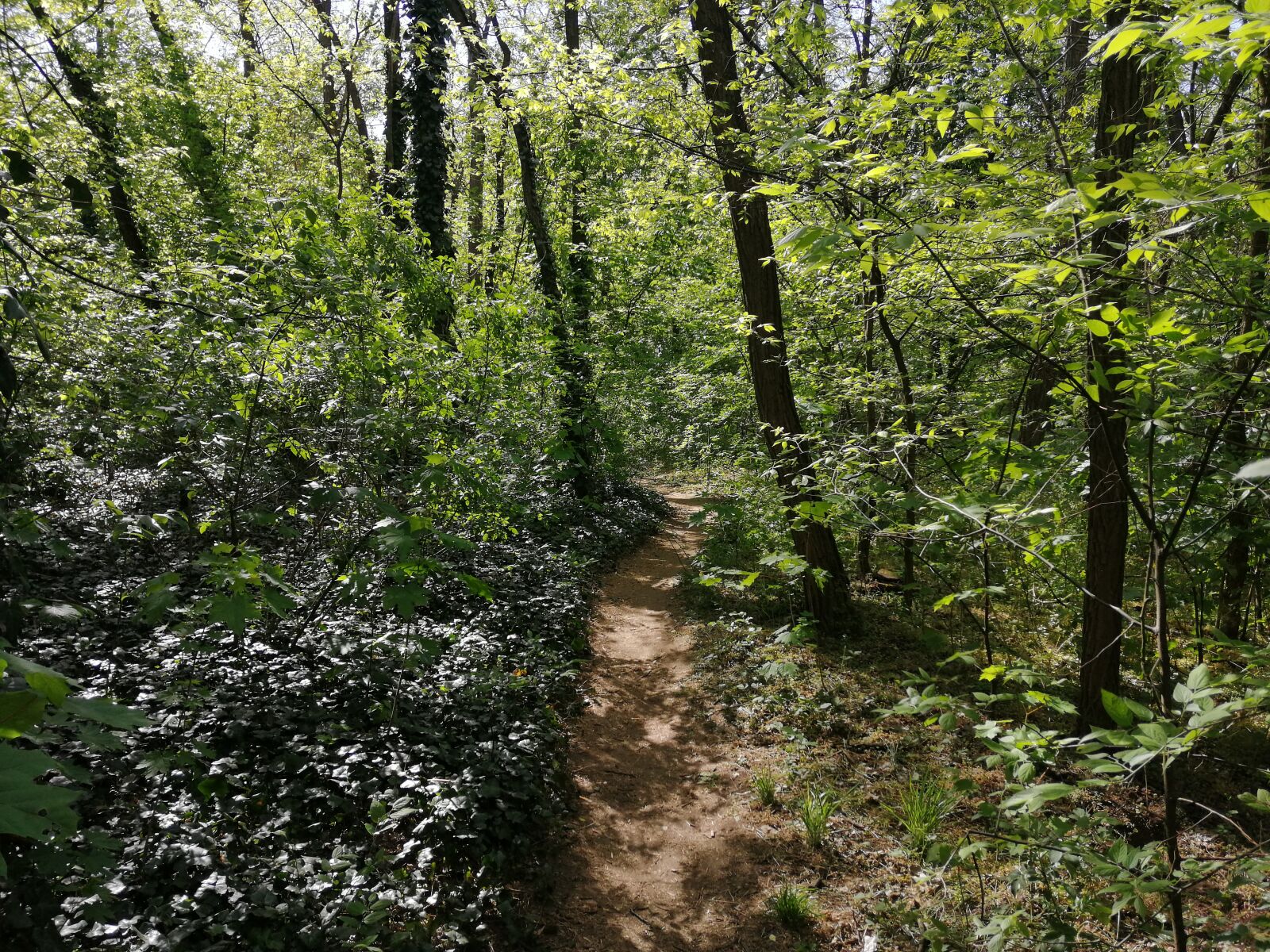 HUAWEI SNE-LX1 sample photo. Path, forest, nature photography