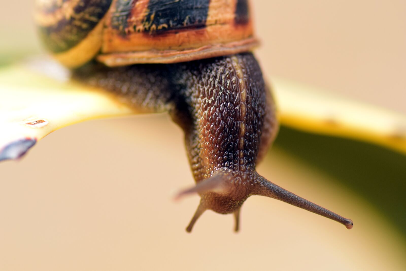 Nikon D3300 sample photo. Snail, shell, close up photography