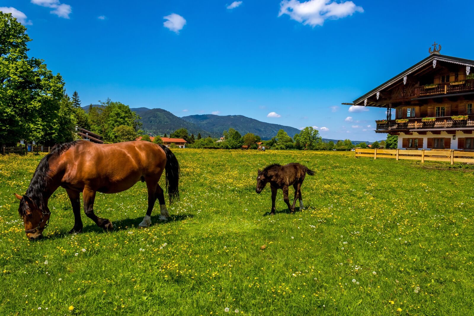 Canon EOS 1300D (EOS Rebel T6 / EOS Kiss X80) sample photo. Horse, brown, foal photography