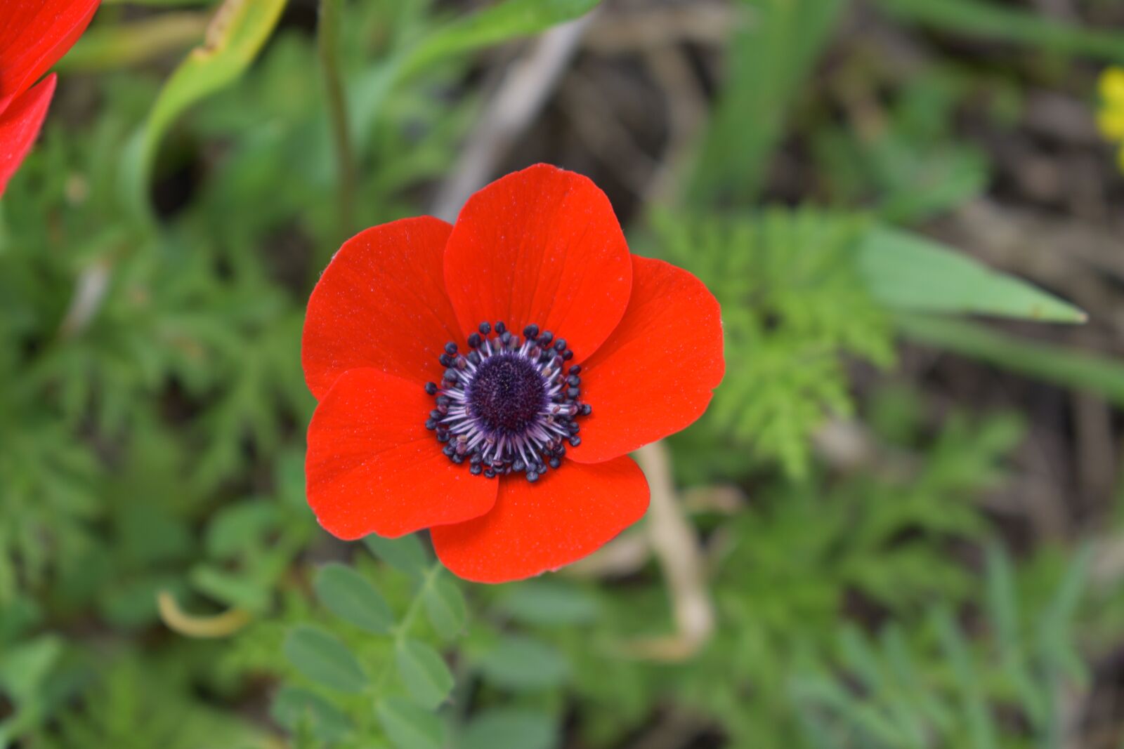 Nikon D3400 sample photo. Flowers, nature, field photography