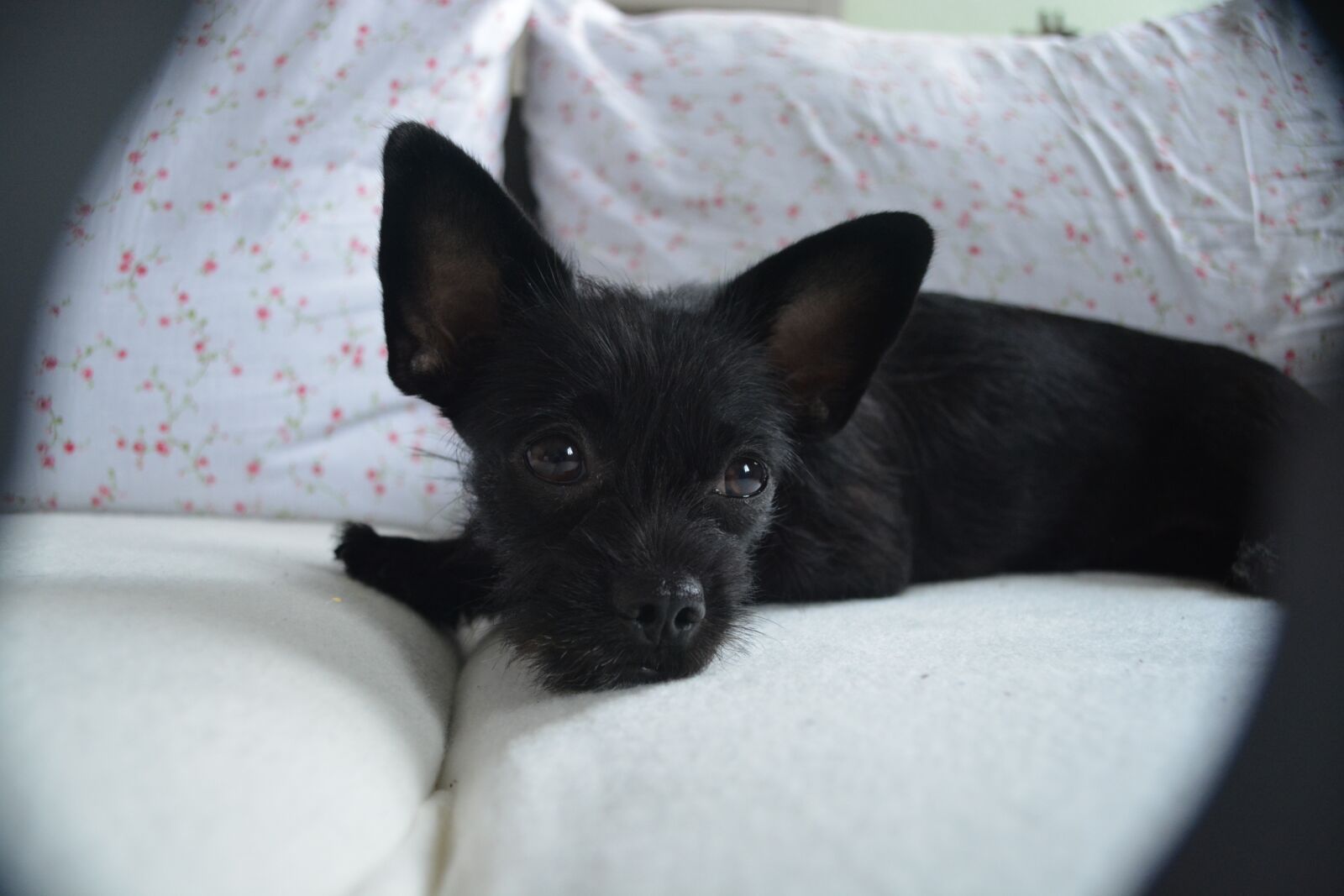 Nikon D5200 sample photo. Cute, domestic, pet photography
