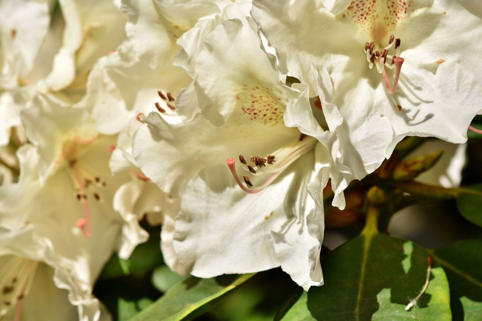 Nikon D7200 sample photo. Rhododendron, rhododendron buds, rhododendron photography