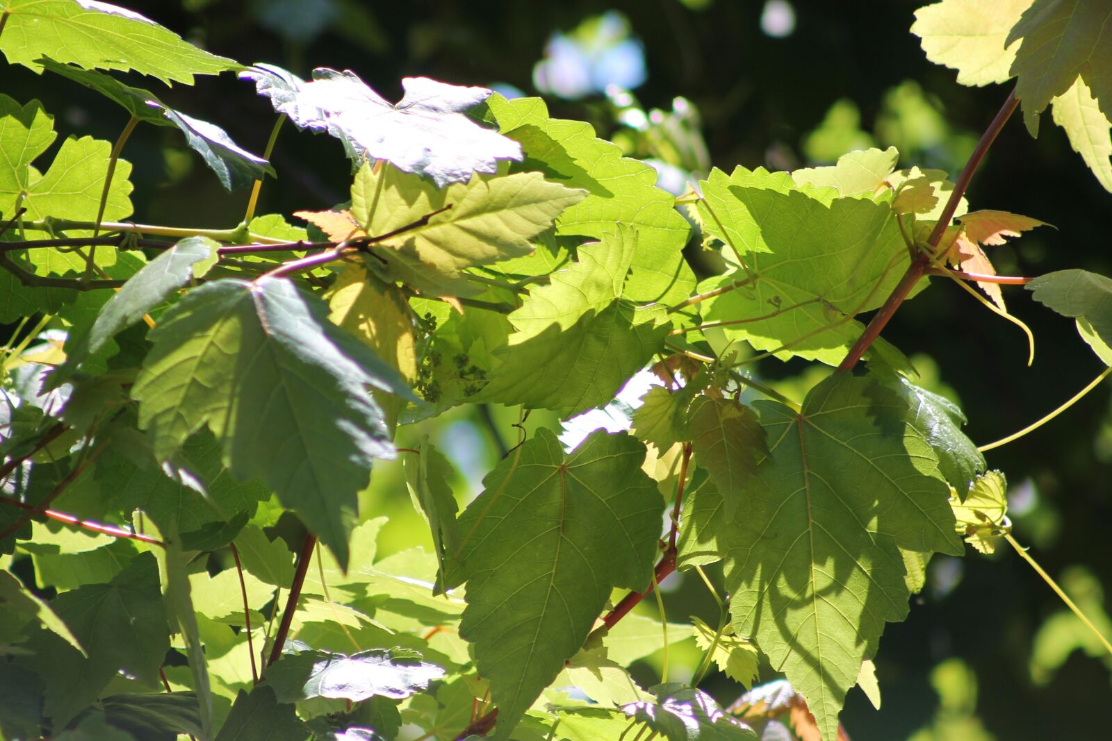 Canon EF 75-300mm f/4-5.6 sample photo. Tree, green, leaf photography