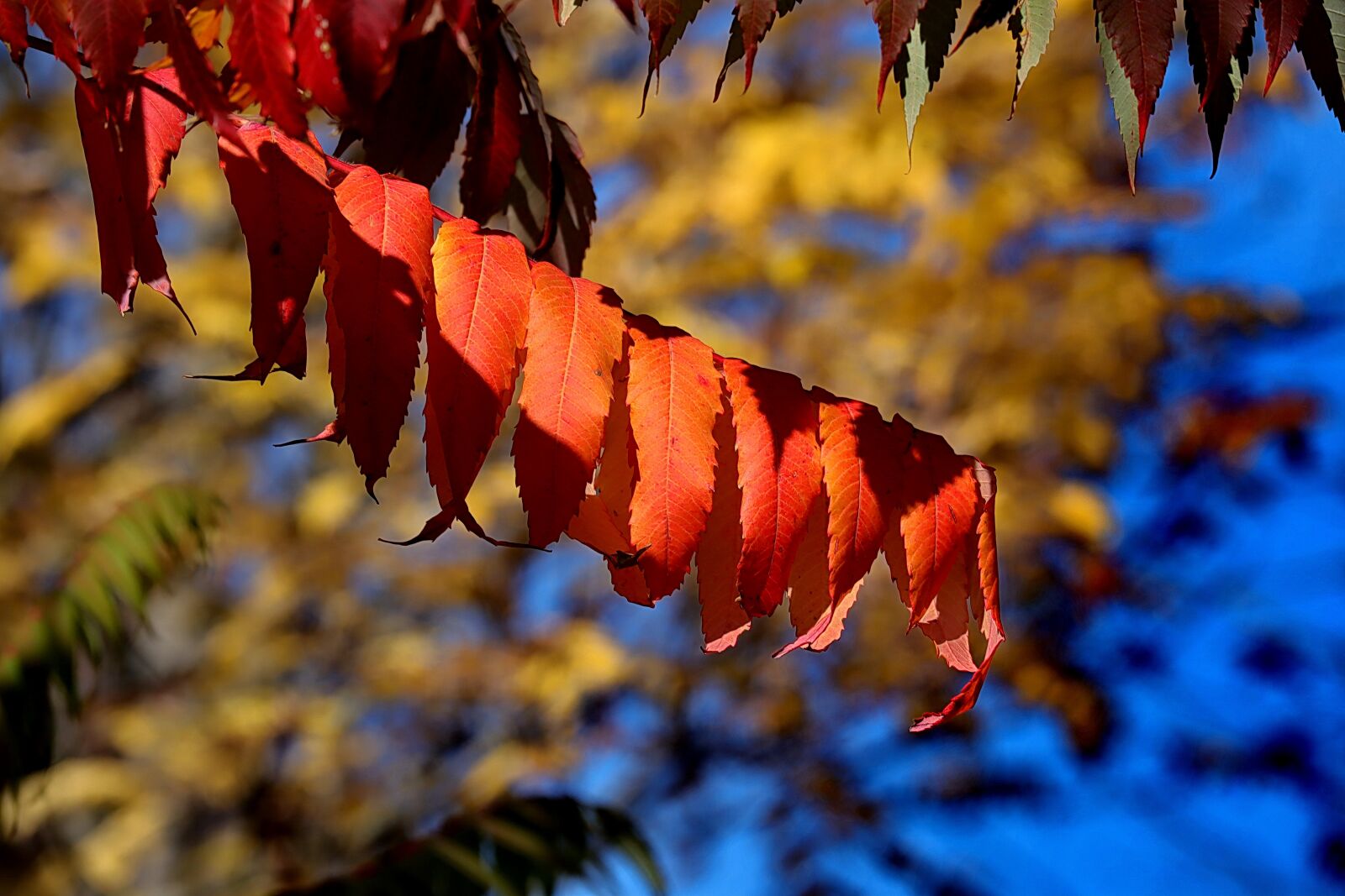 Canon EOS M50 (EOS Kiss M) sample photo. Rhus, autumn, leaves photography