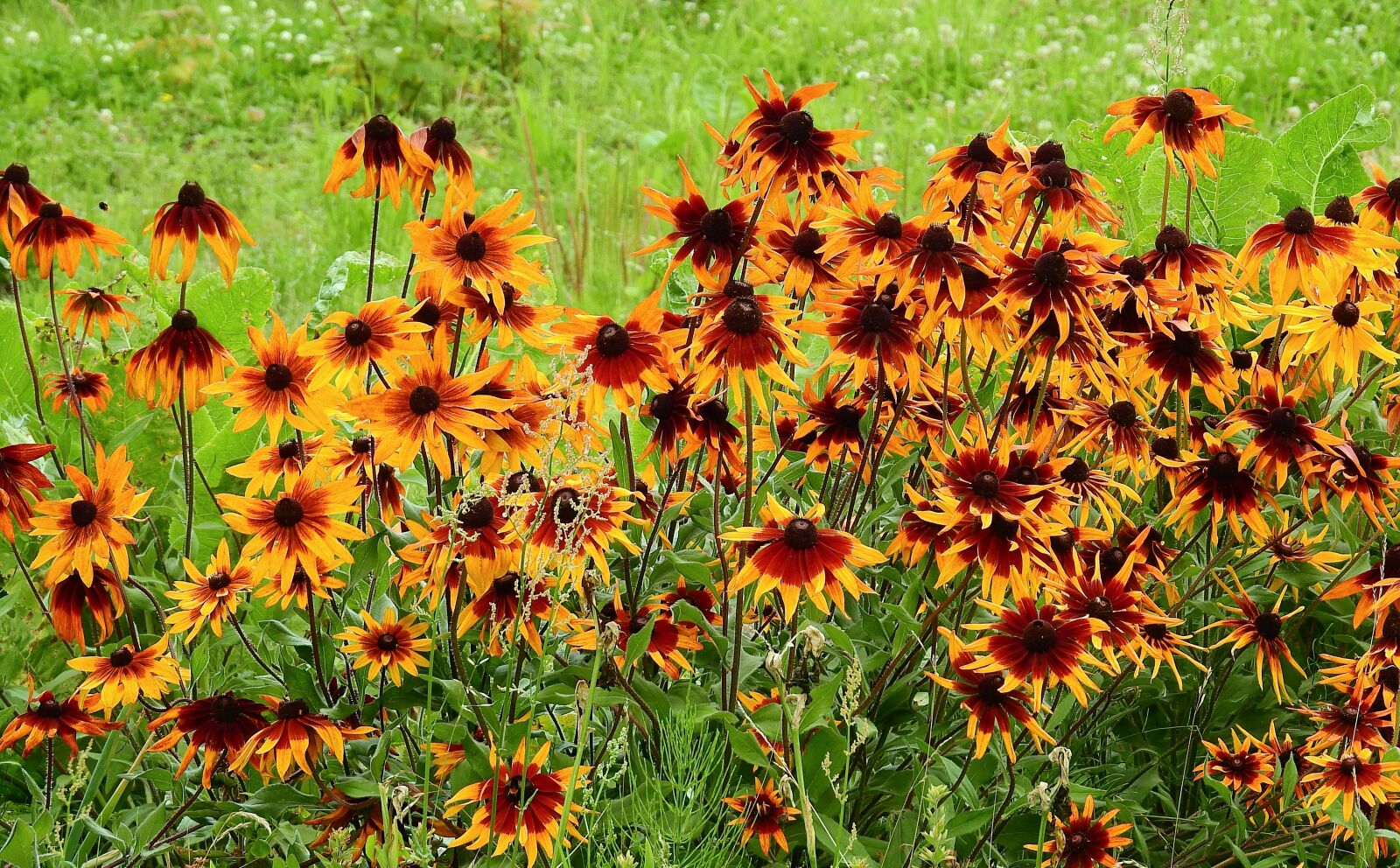 Nikon Coolpix P900 sample photo. Flowers, summer, garden photography
