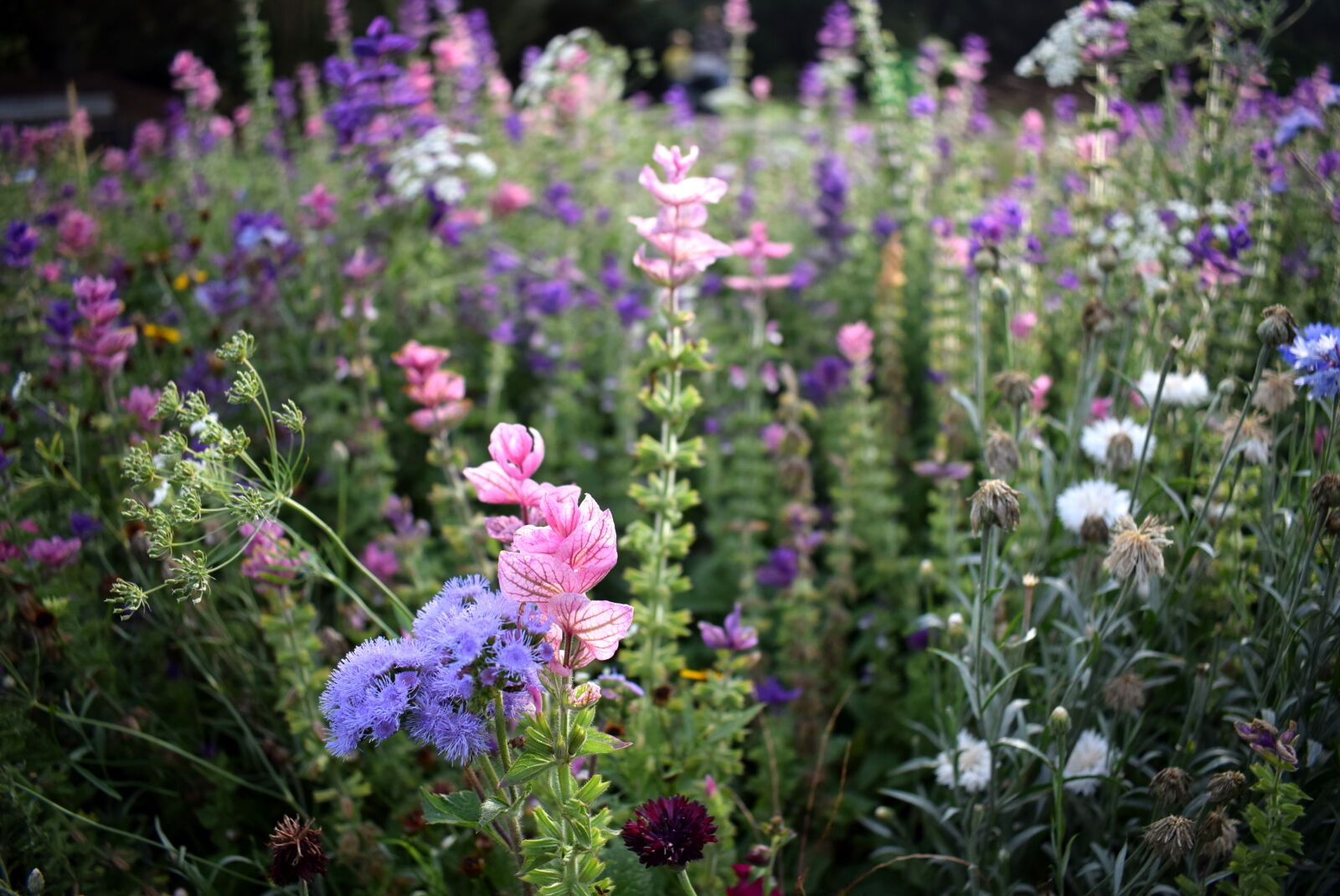 Nikon AF-P DX Nikkor 18-55mm F3.5-5.6G sample photo. Flower, field, flower, garden photography