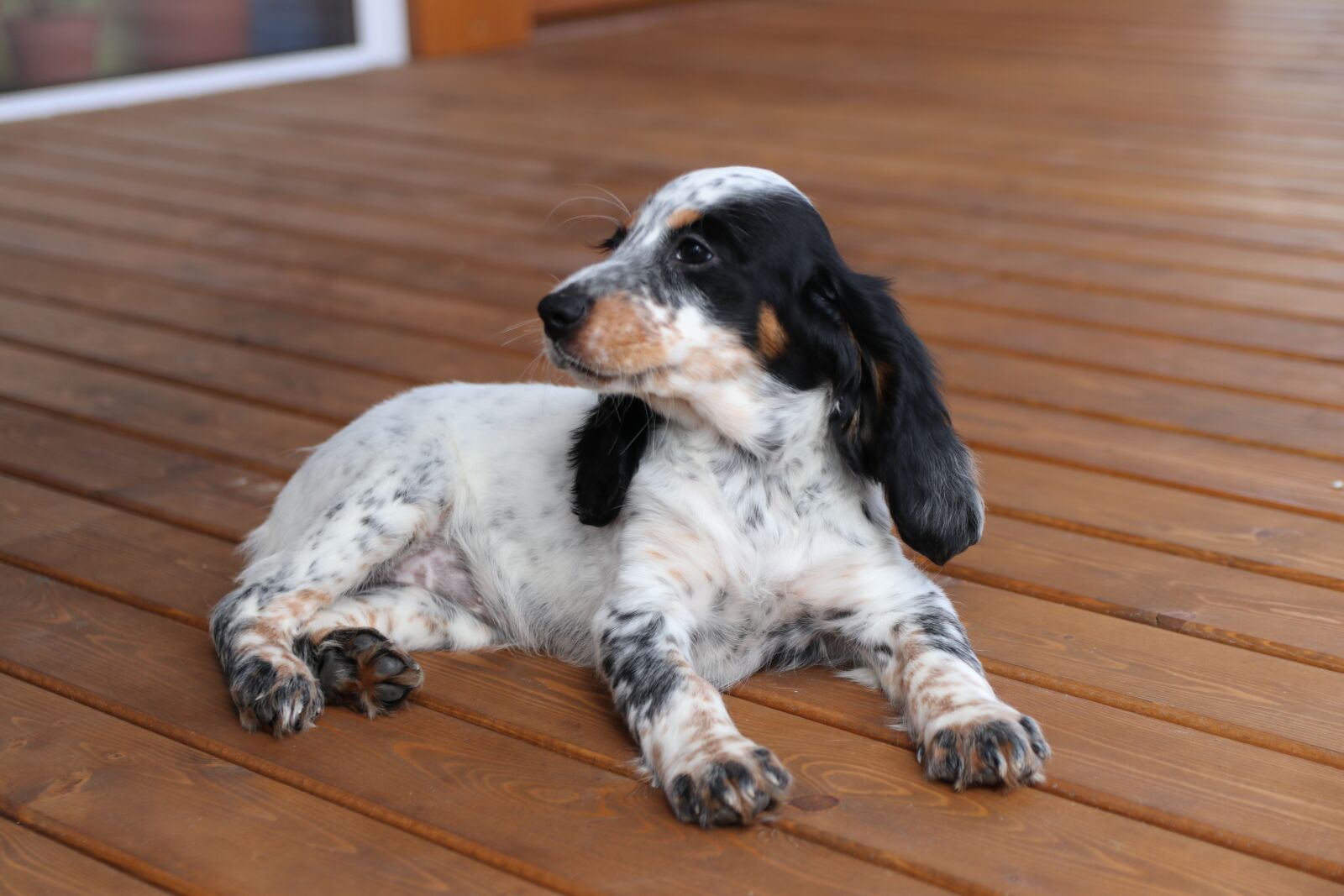 Canon EOS 80D sample photo. Spaniel, puppy, dog photography