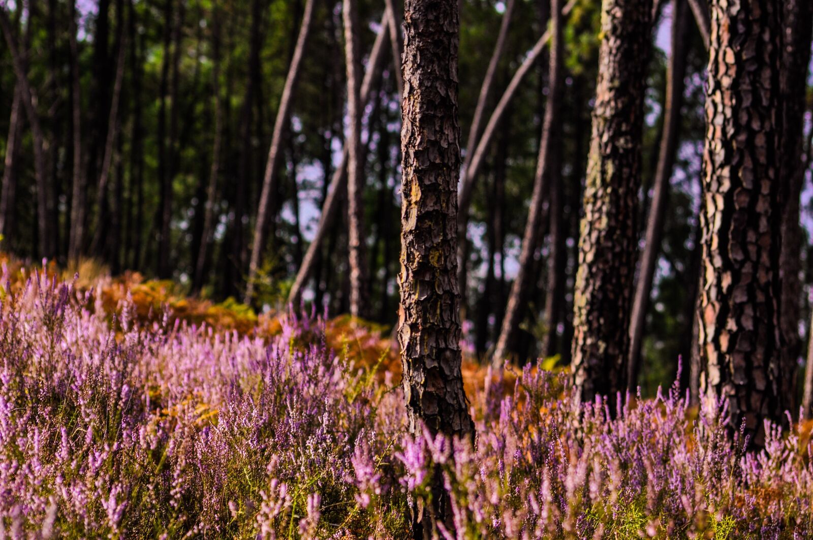 Nikon D90 sample photo. Heather, sunlight, purple photography