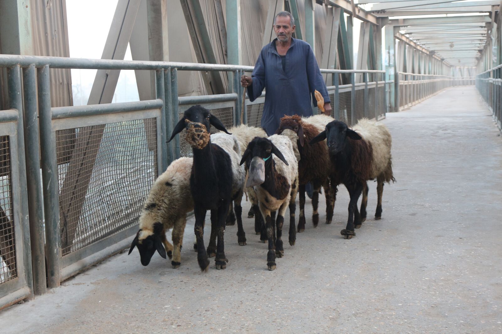 Canon EOS 700D (EOS Rebel T5i / EOS Kiss X7i) sample photo. Sheep, animals, grass photography