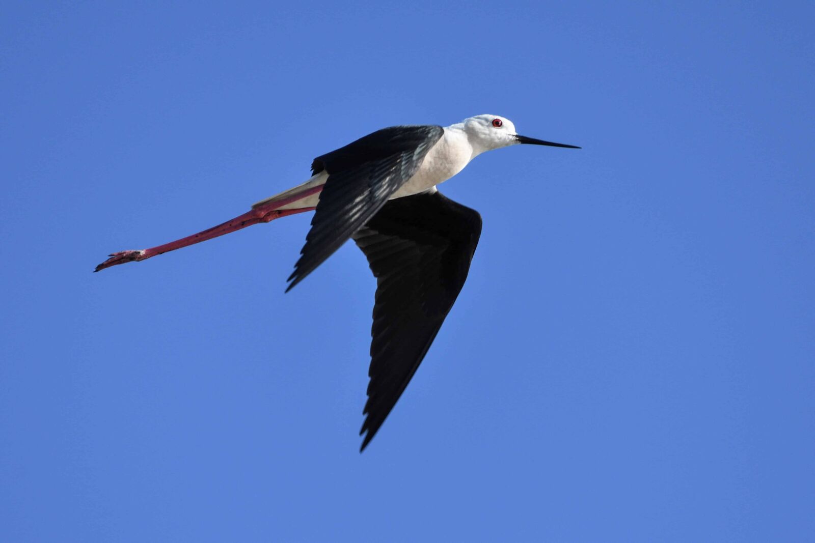 Nikon D500 sample photo. Wildlife, bird, beak, wild photography