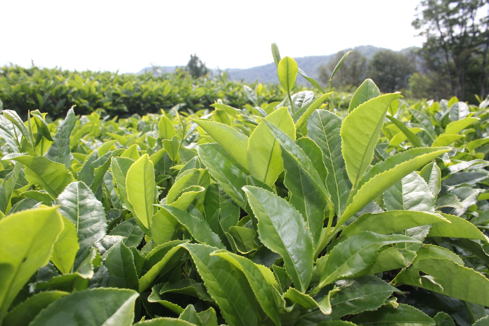Canon EOS 60D sample photo. Tea, tea plantation, plants photography
