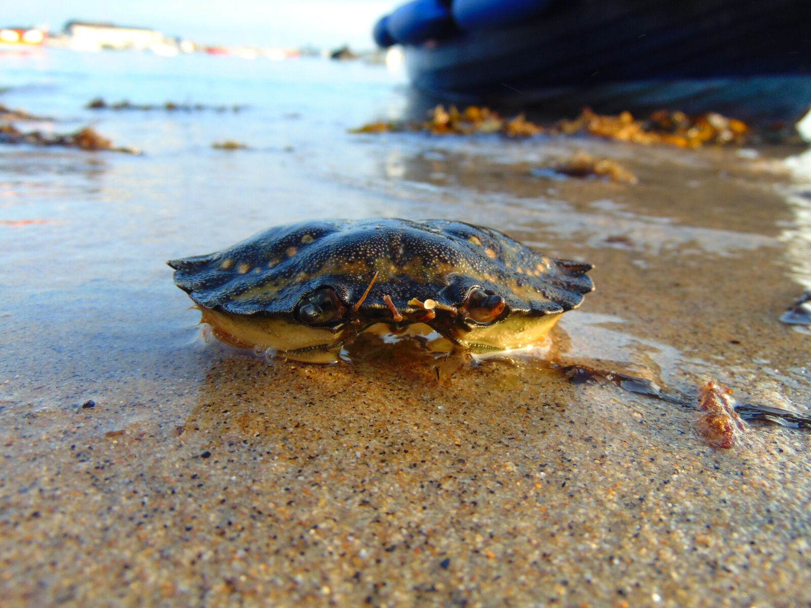 Sony Cyber-shot DSC-H300 sample photo. Crab, hidden, sea photography