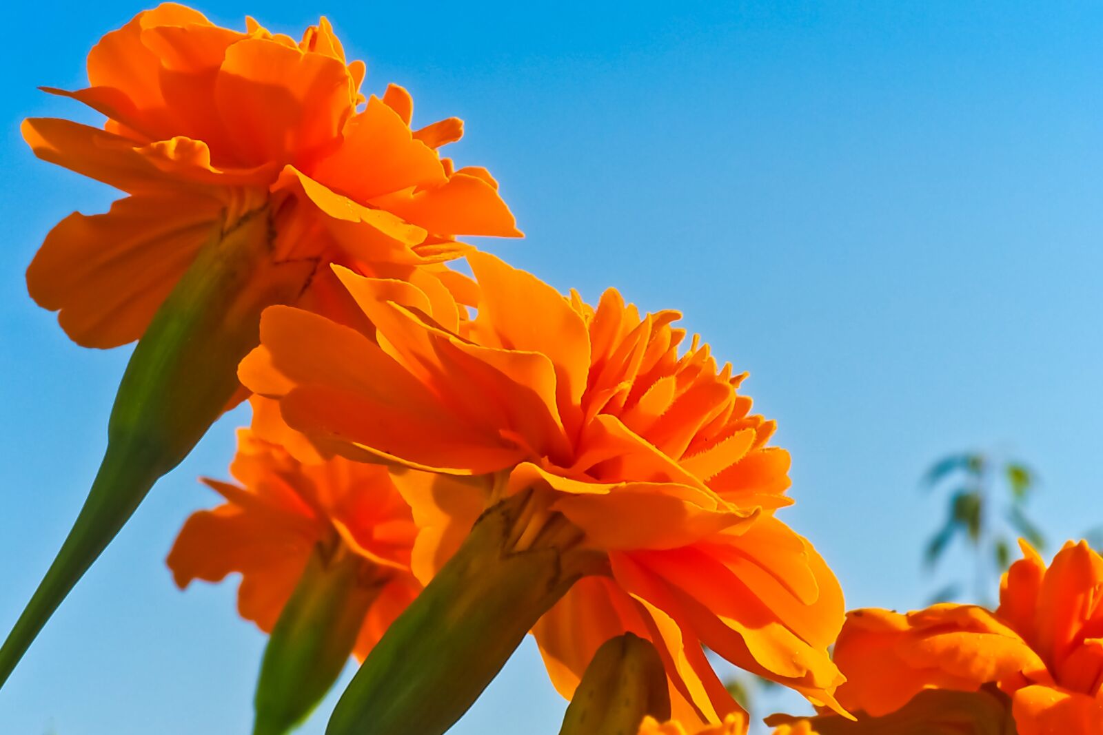 Olympus OM-D E-M10 sample photo. Flower, marigold, blossom photography