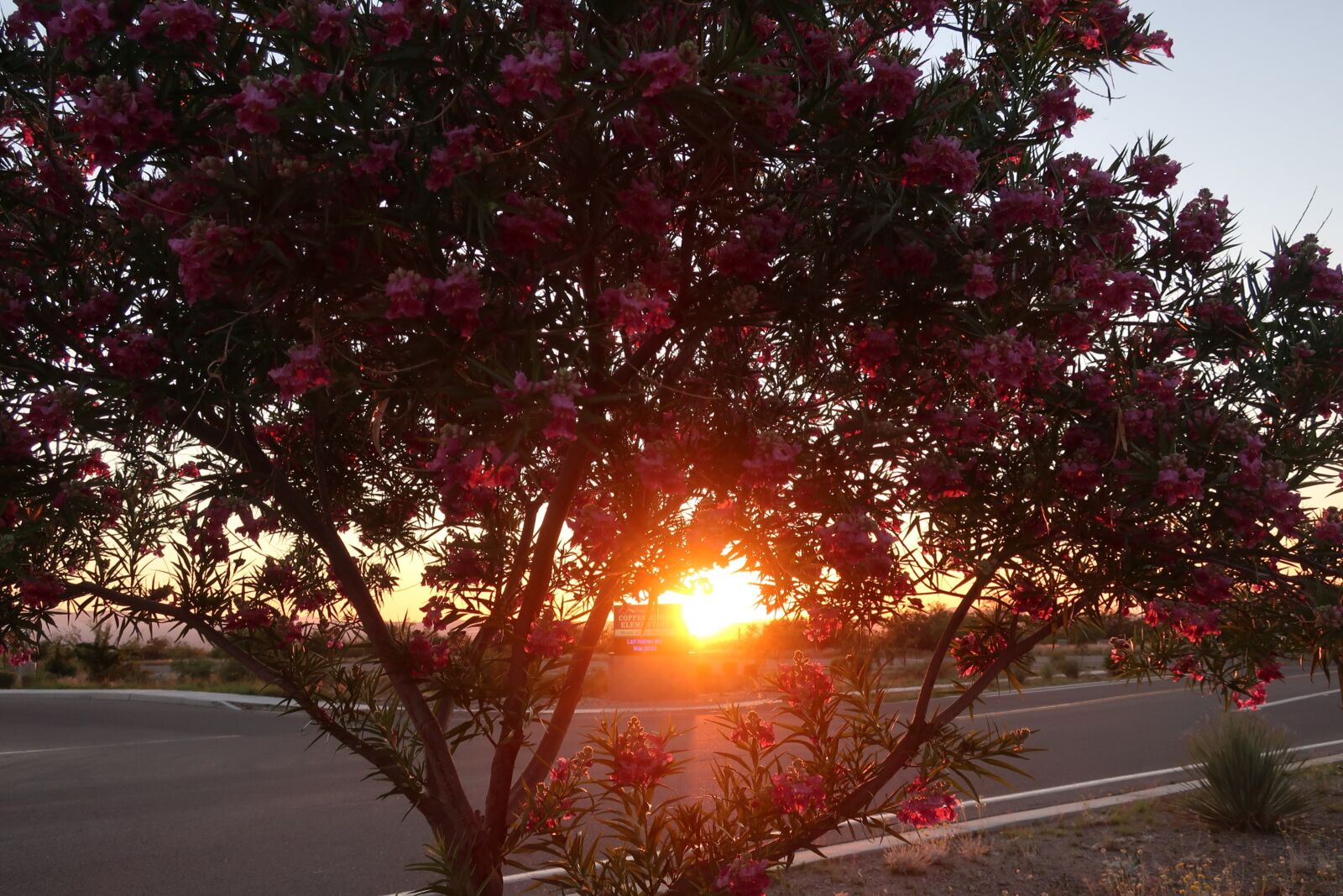 Canon PowerShot G9 X Mark II sample photo. Sunset, flowers, tree photography