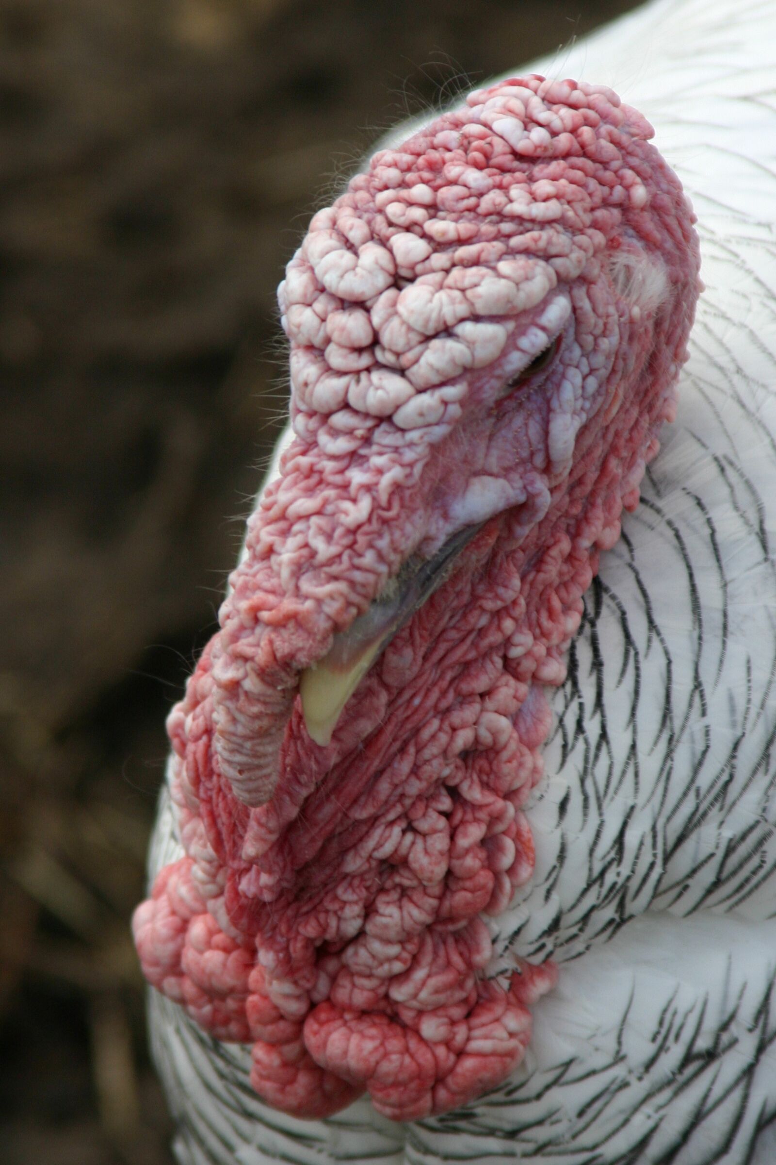 Canon EOS 300D (EOS Digital Rebel / EOS Kiss Digital) sample photo. Turkey, bauer, bird photography