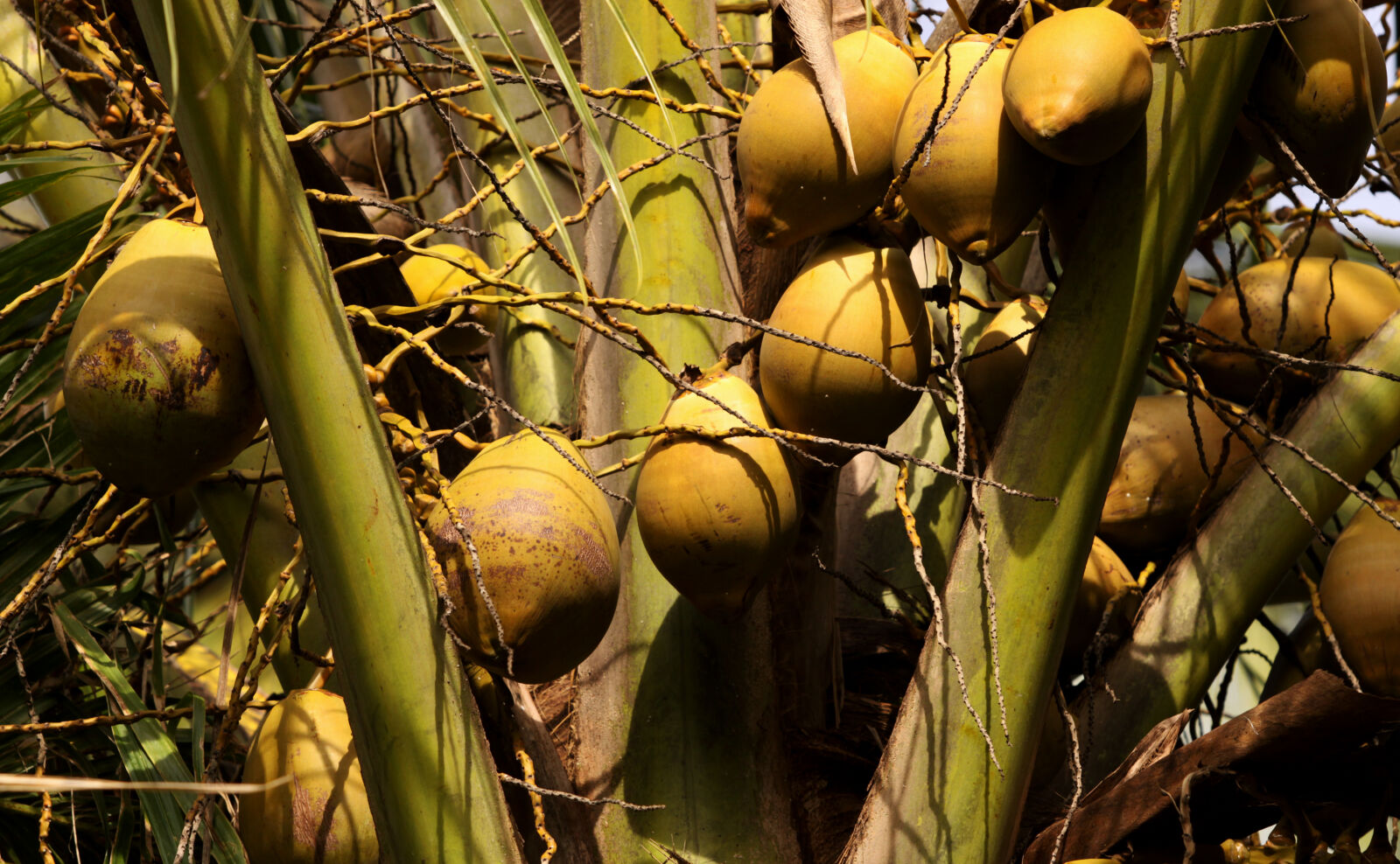 Canon EOS 50D sample photo