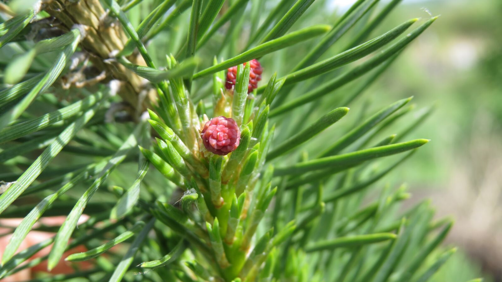 Canon PowerShot SX50 HS sample photo. Christmas tree, spruce, cones photography