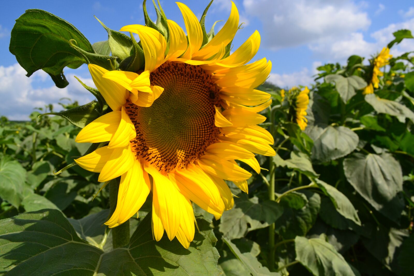 Nikon D3100 sample photo. Flower, sunflower, western nghe photography