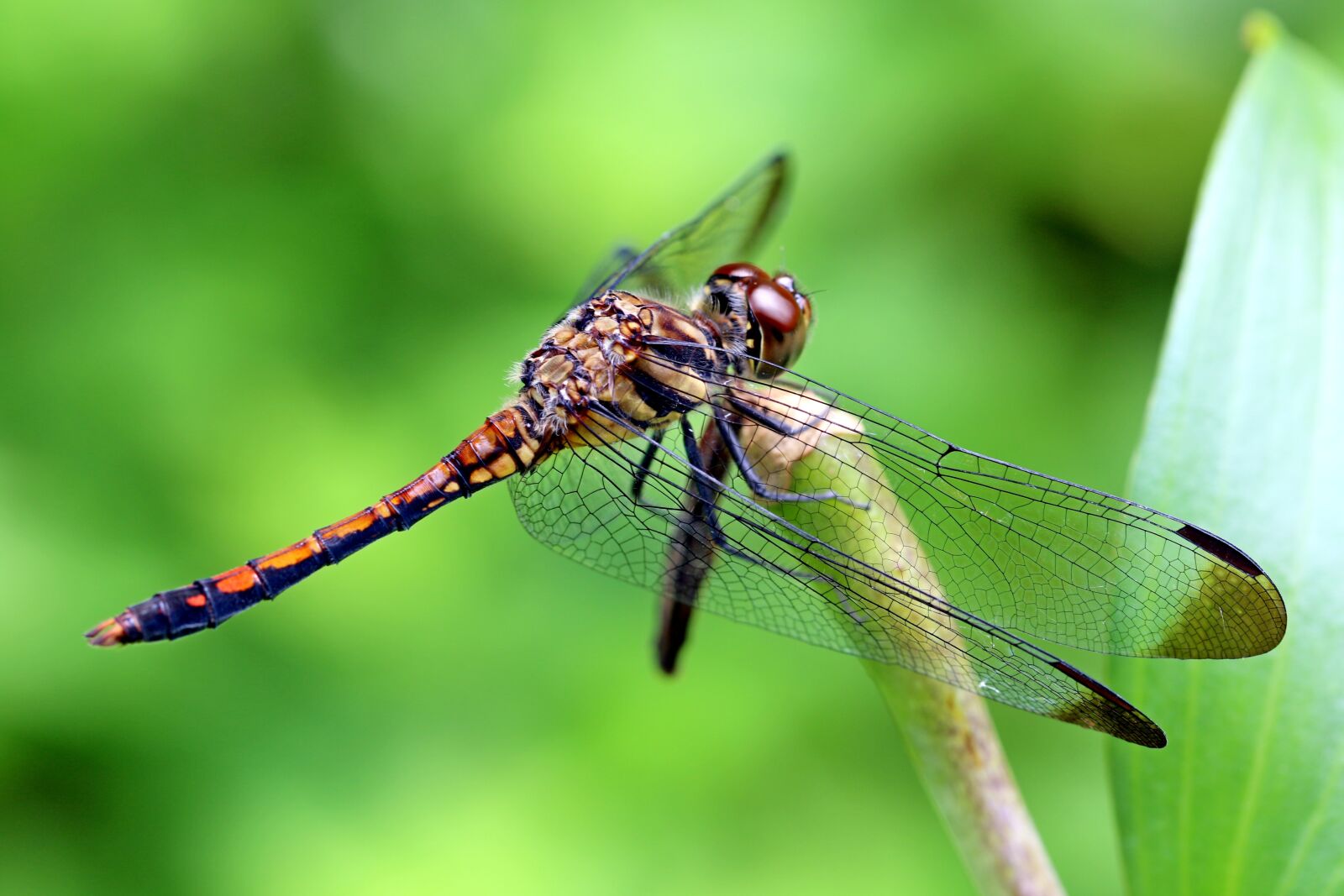 Canon EOS 7D Mark II sample photo. Nature, forest, insects photography