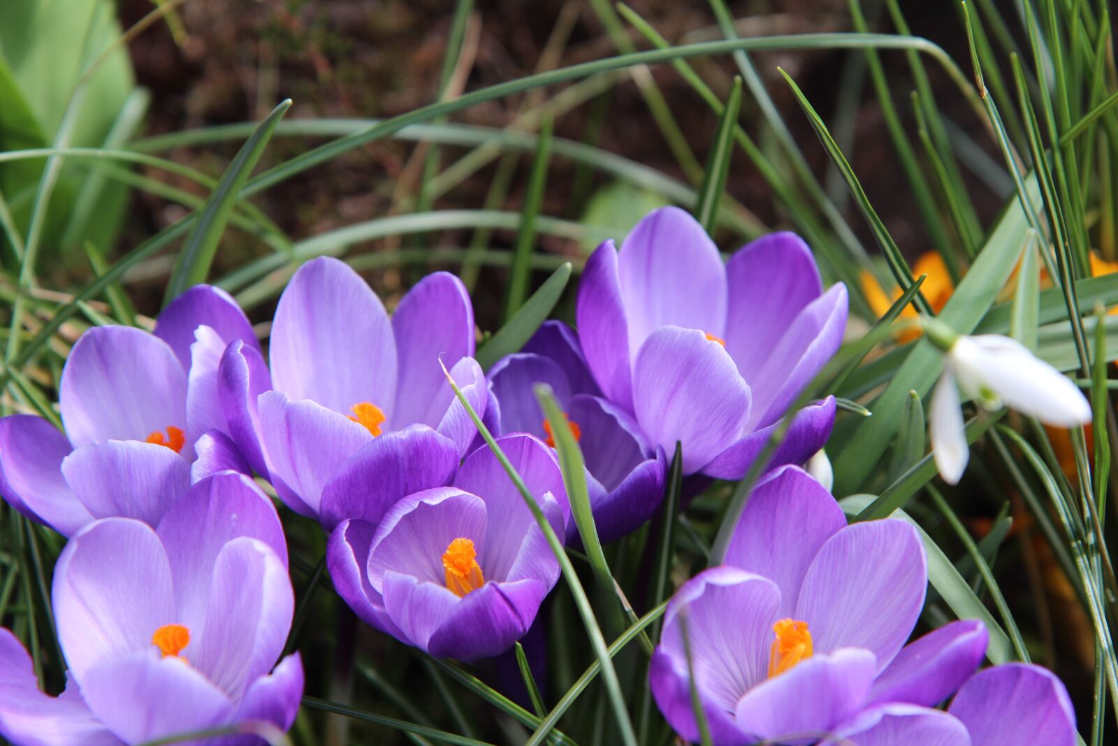 Canon EOS 600D (Rebel EOS T3i / EOS Kiss X5) sample photo. Crocus, violet, flower photography