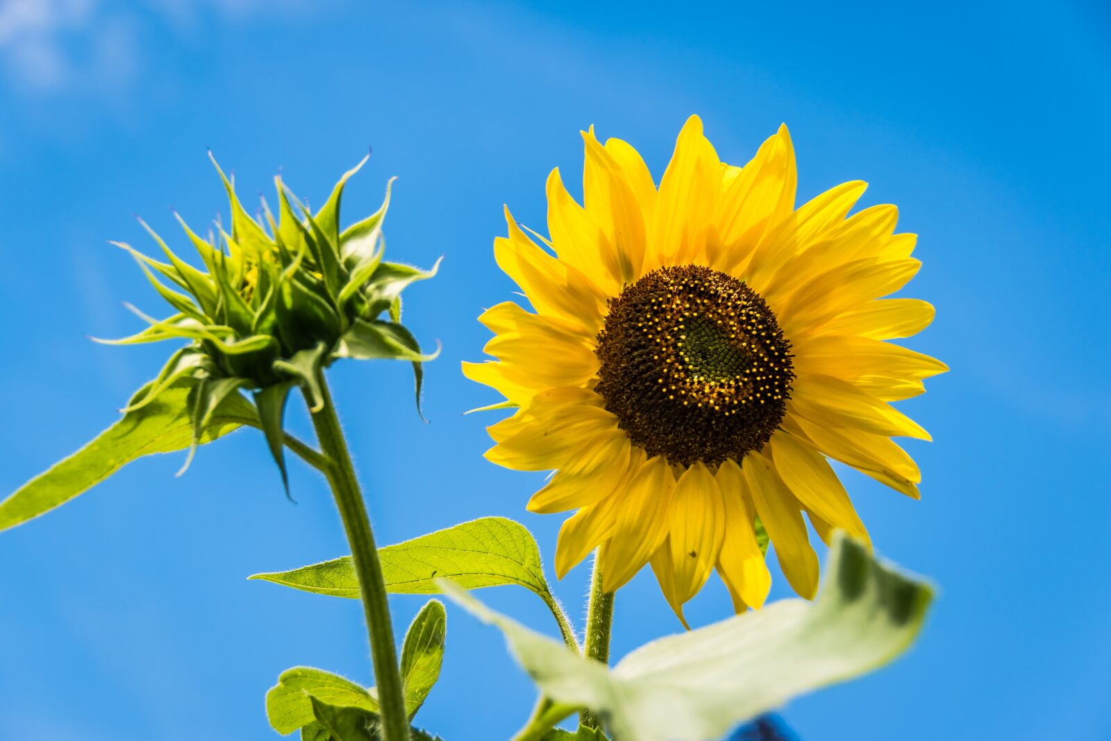 Nikon D5500 sample photo. Sunflower, flower, sky photography