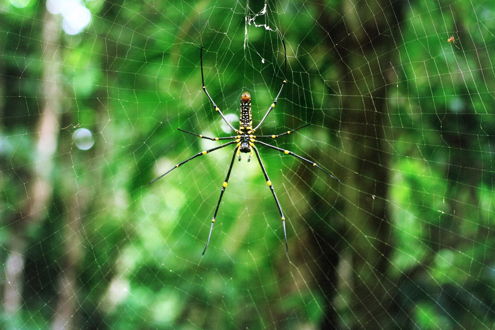 Canon EOS 700D (EOS Rebel T5i / EOS Kiss X7i) + Canon EF 50mm F1.8 STM sample photo. Spider, nature, insect photography