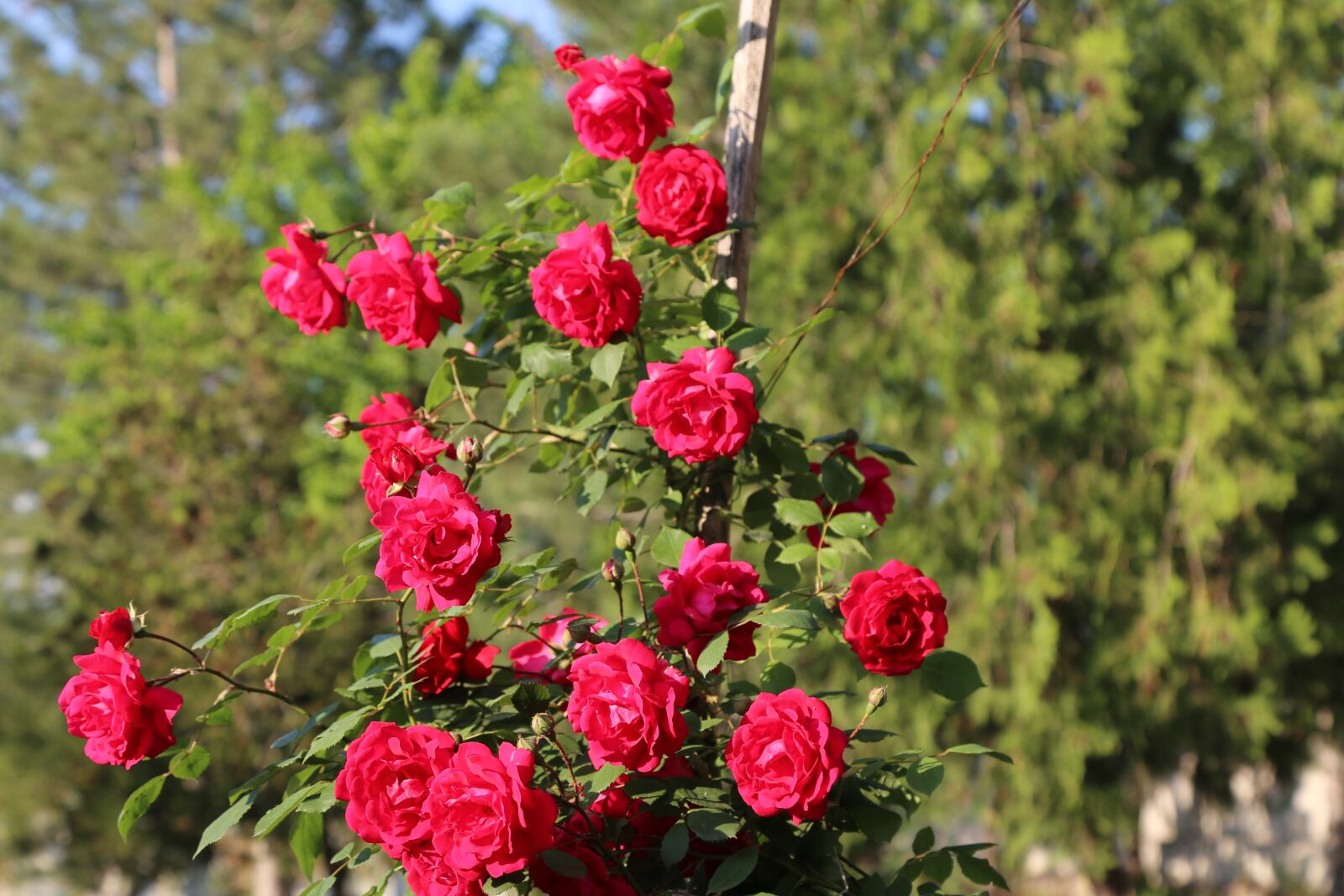 Canon EF 24-105mm F4L IS USM sample photo. Rose, rosewood, roses photography