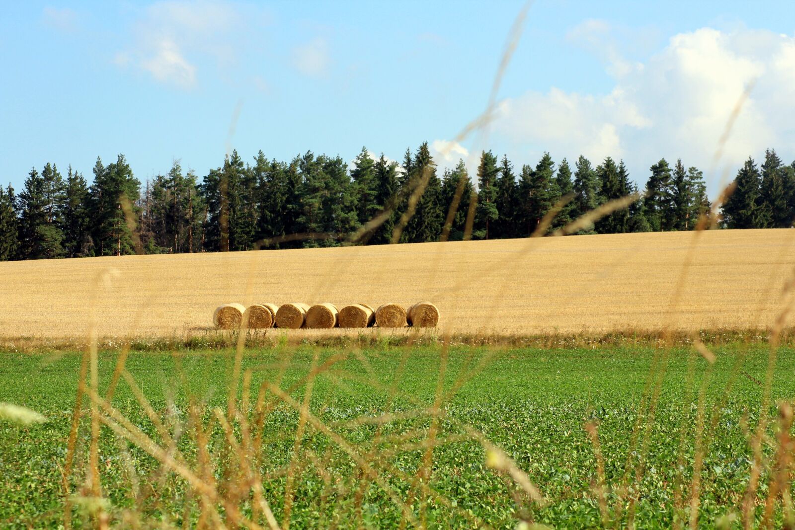 Canon EOS 1200D (EOS Rebel T5 / EOS Kiss X70 / EOS Hi) sample photo. Field, landscape, panorama photography
