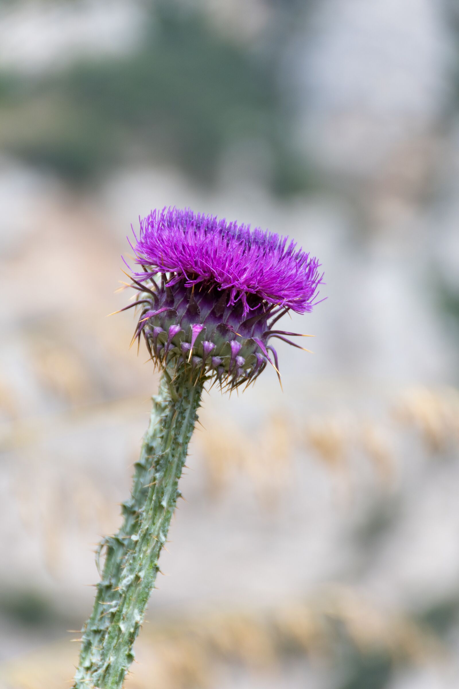 Nikon D500 sample photo. Plant, magic, sicily photography