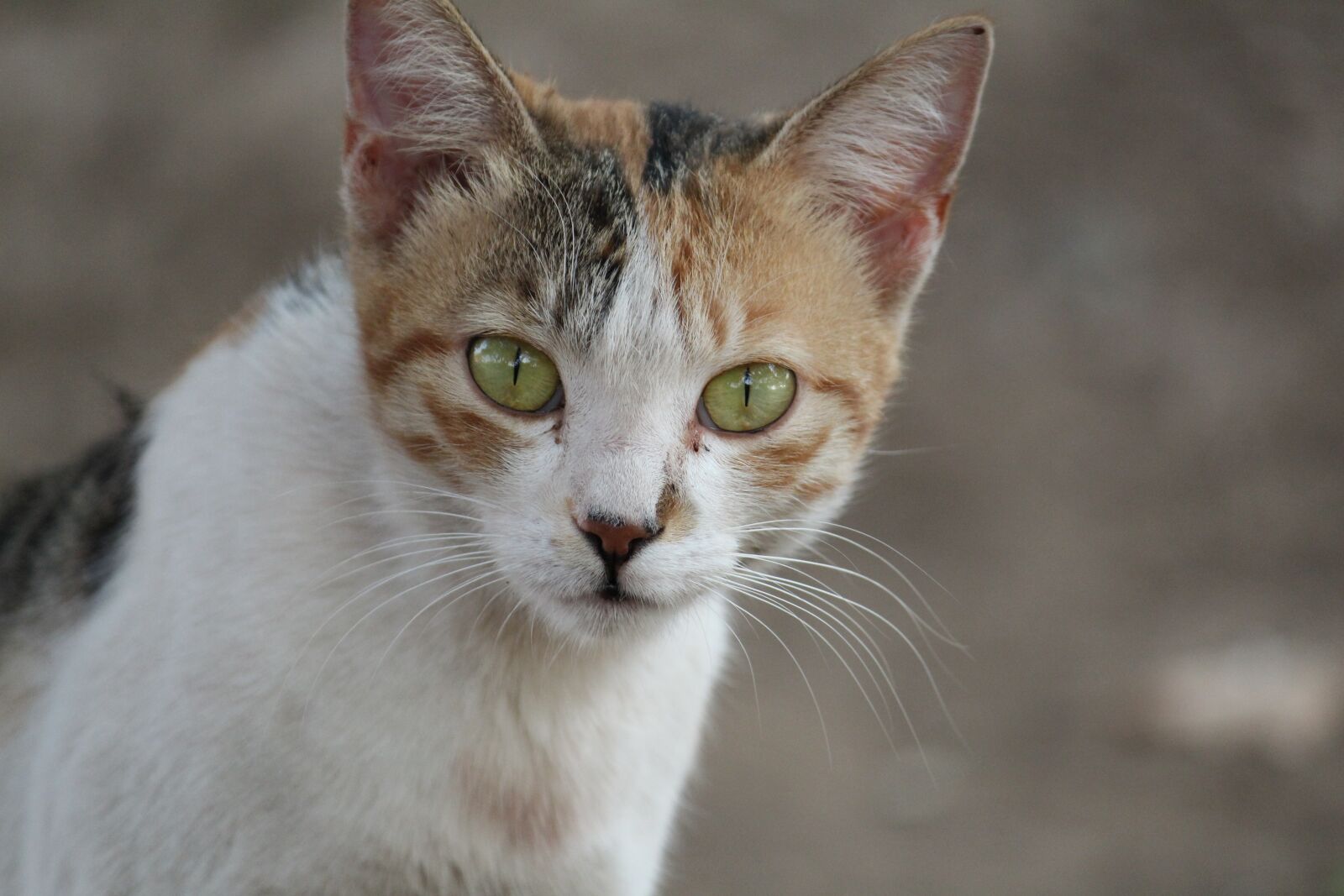 Canon EOS 1300D (EOS Rebel T6 / EOS Kiss X80) sample photo. Cat, cute, pet photography