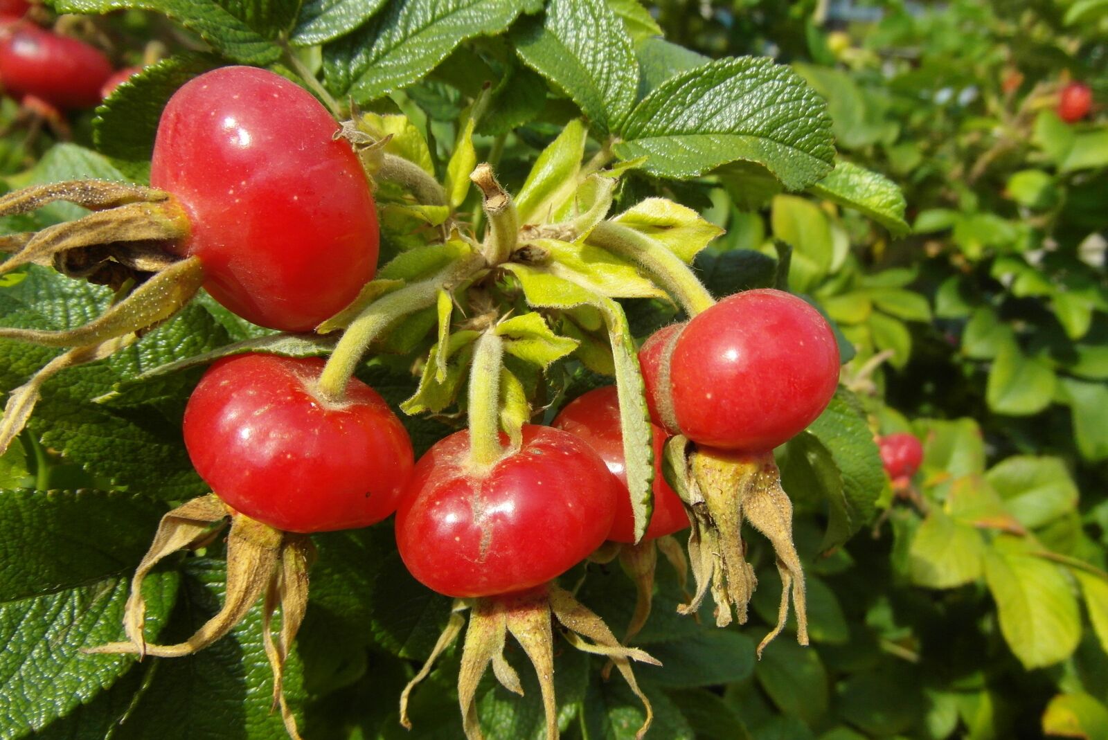 Samsung WB750 sample photo. Wild rose, fruit, autumn photography