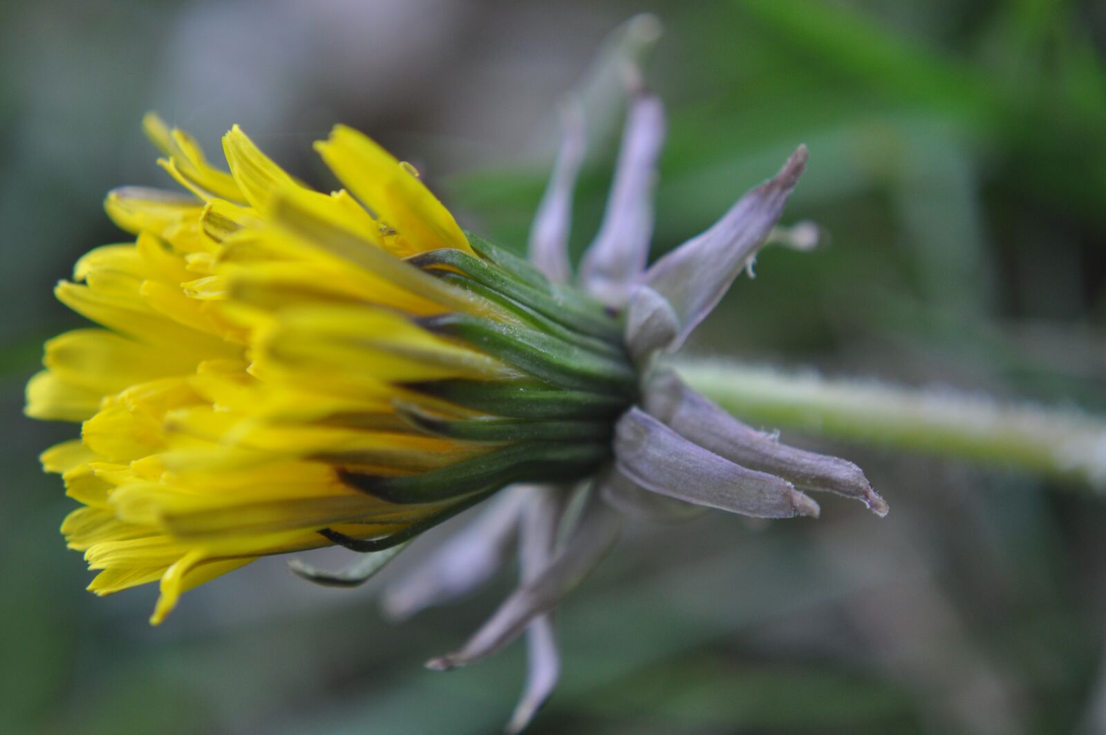 Nikon D5000 sample photo. Sonchus oleraceus, spring, meadow photography