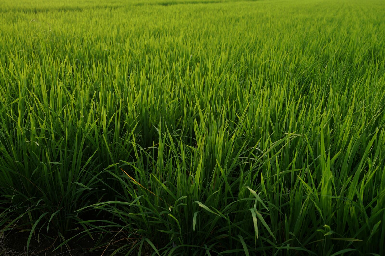 Sony Cyber-shot DSC-RX1R sample photo. Rice fields, rice production photography