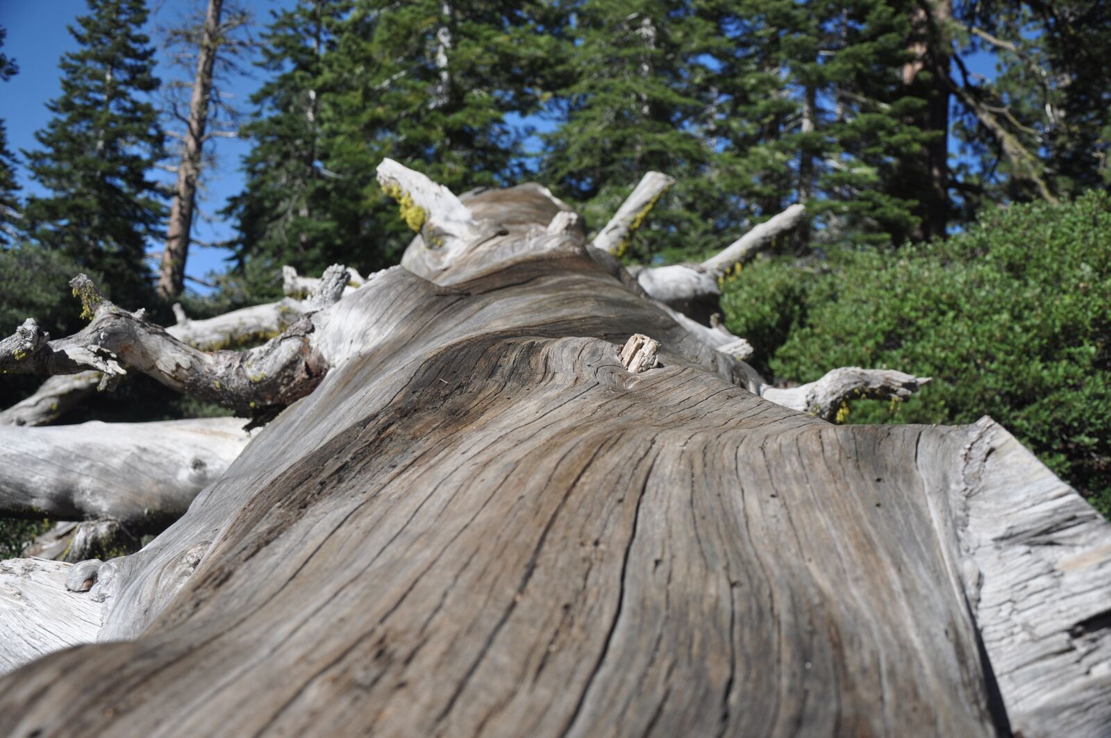 Nikon D90 sample photo. Yosemite, hike, tree trunk photography