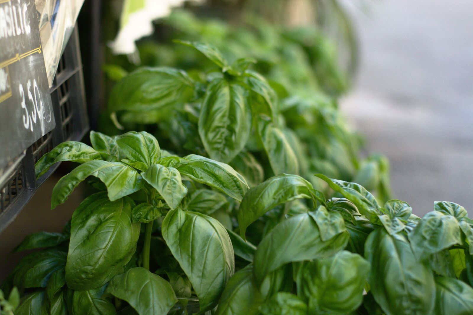 Nikon D7100 sample photo. Basil, green, provence photography