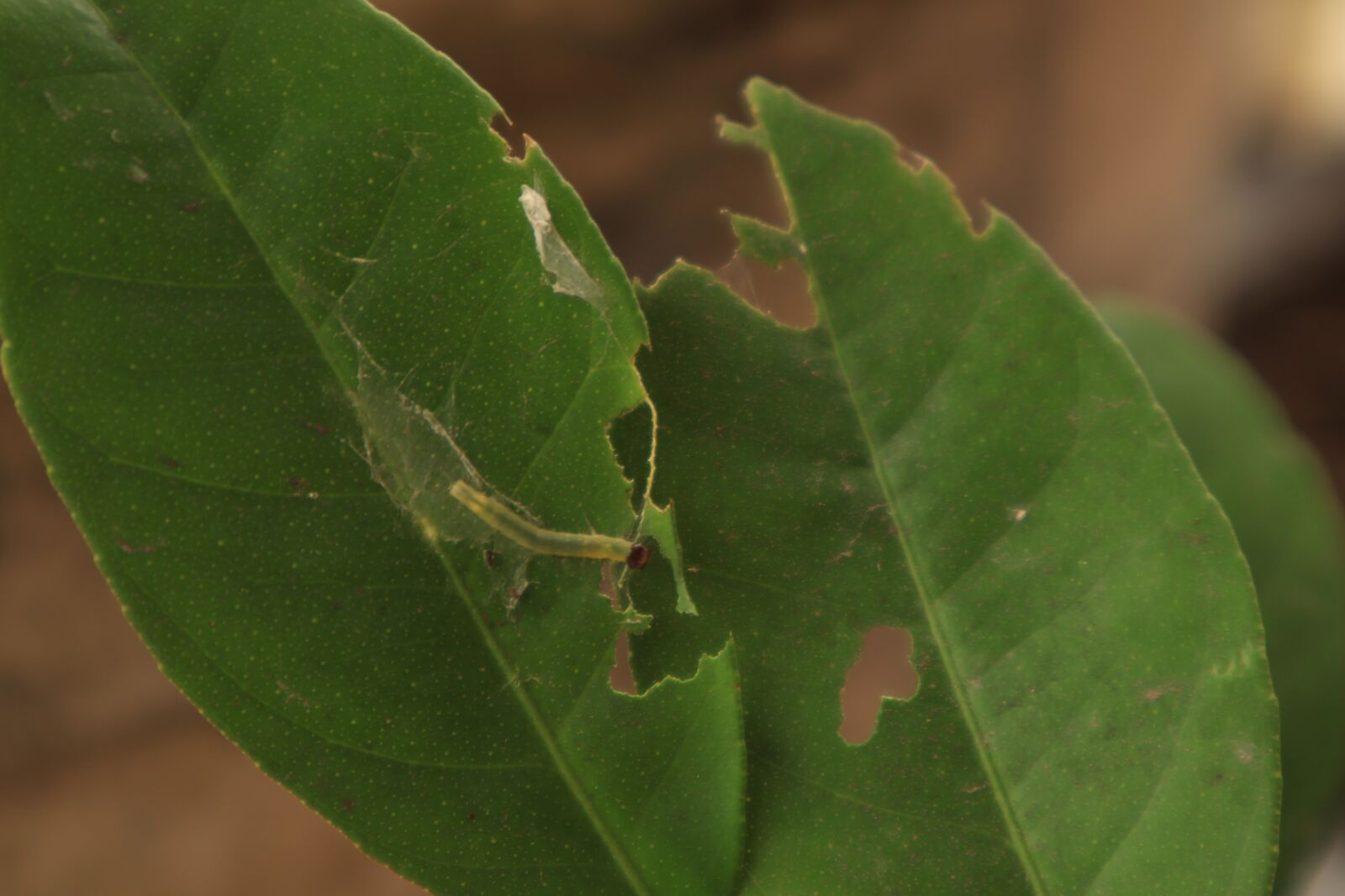 Canon EOS M50 (EOS Kiss M) sample photo. The leaves, deep, green photography