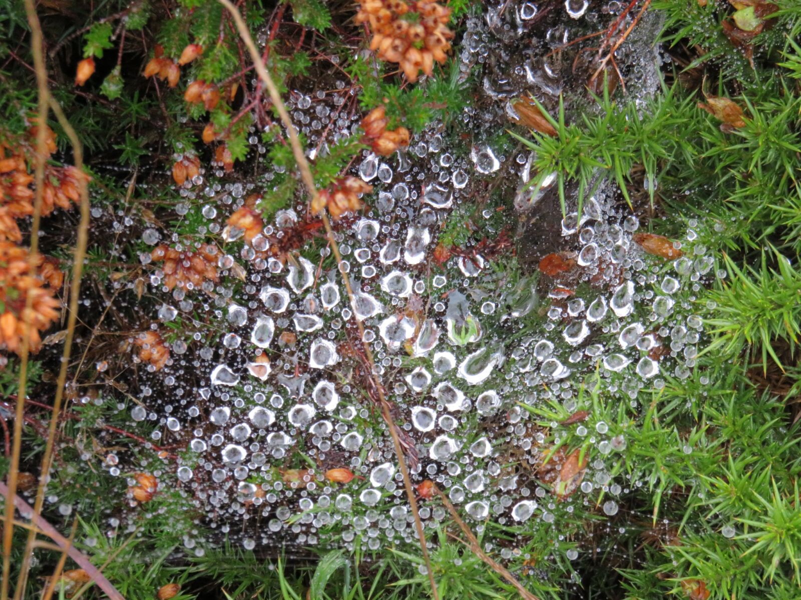 Canon PowerShot SX540 HS sample photo. Dew, canvas, spider photography