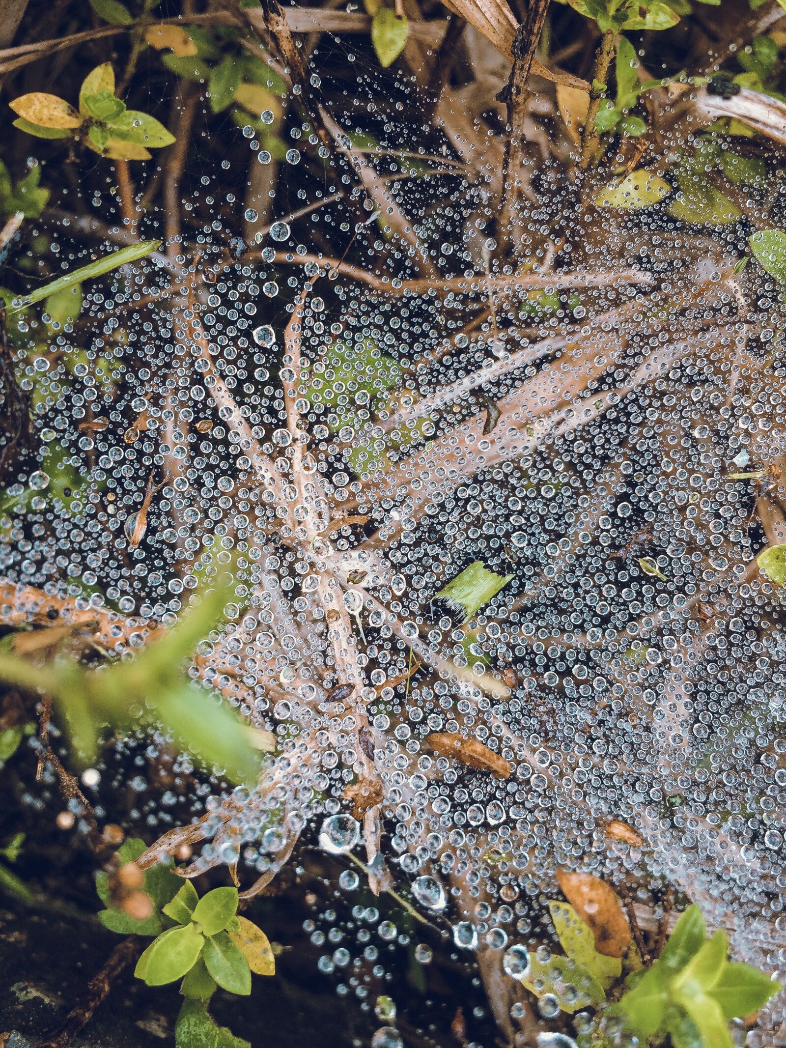 iPhone 5s back camera 4.15mm f/2.2 sample photo. Spiderweb, dew, trap photography