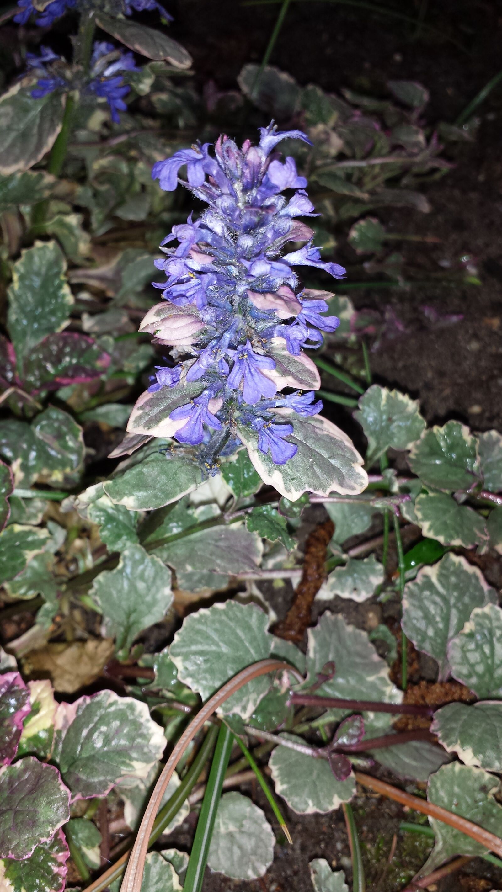 Samsung Galaxy S4 sample photo. Crawl plant, common bugle photography