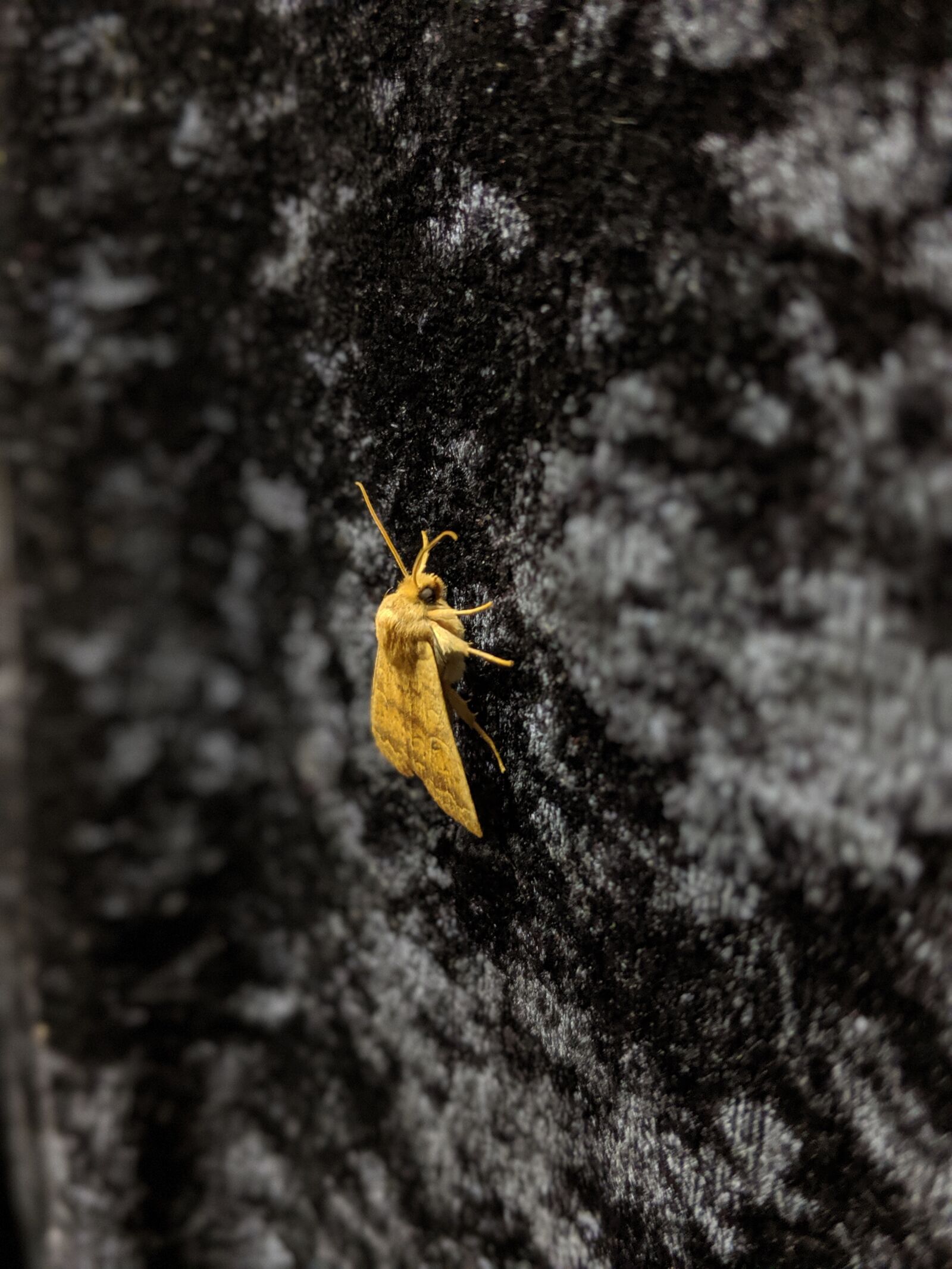 Google Pixel 2 sample photo. Moth, insect, crawl photography