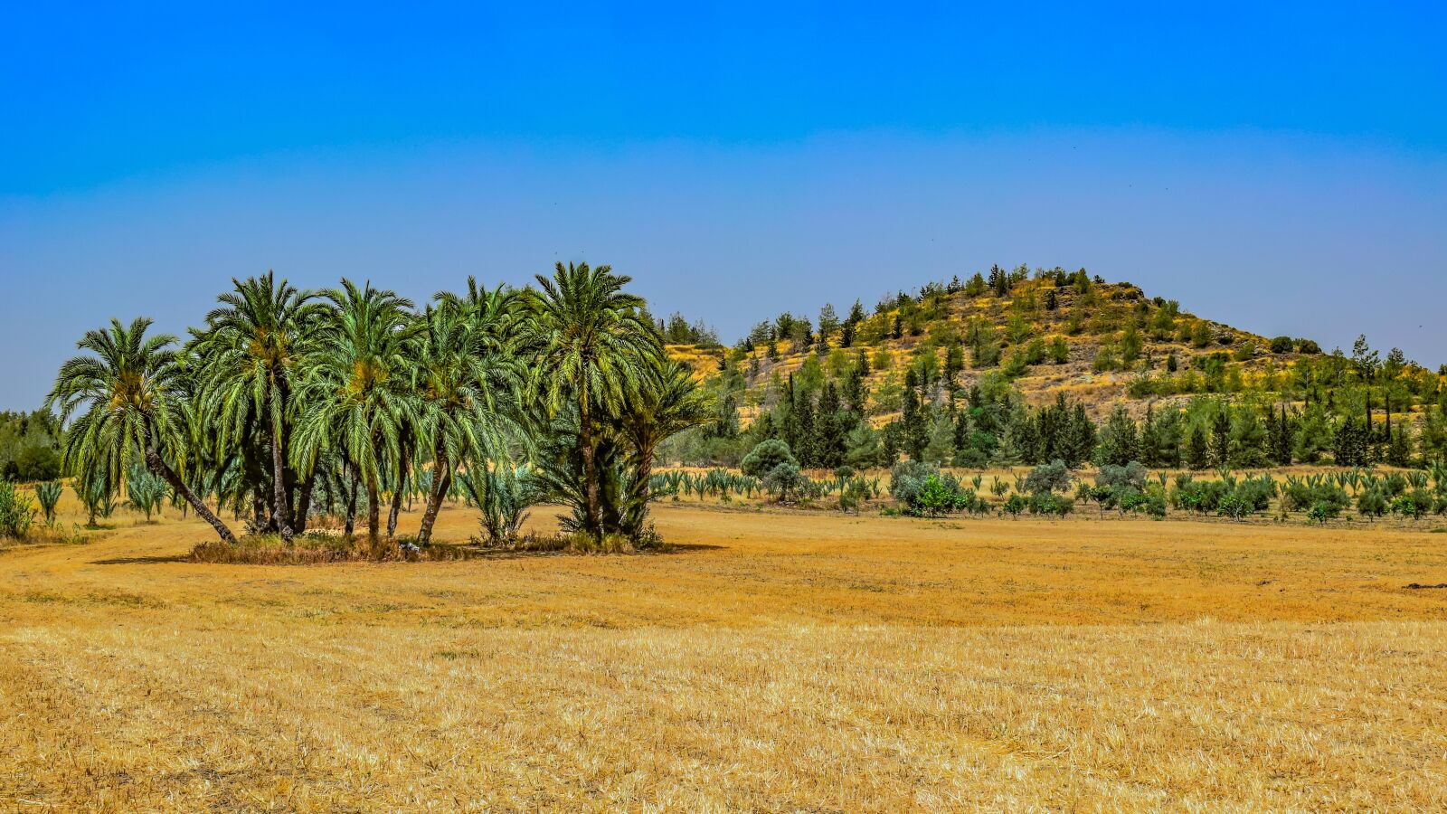 Nikon D3300 sample photo. Landscape, nature, trees photography