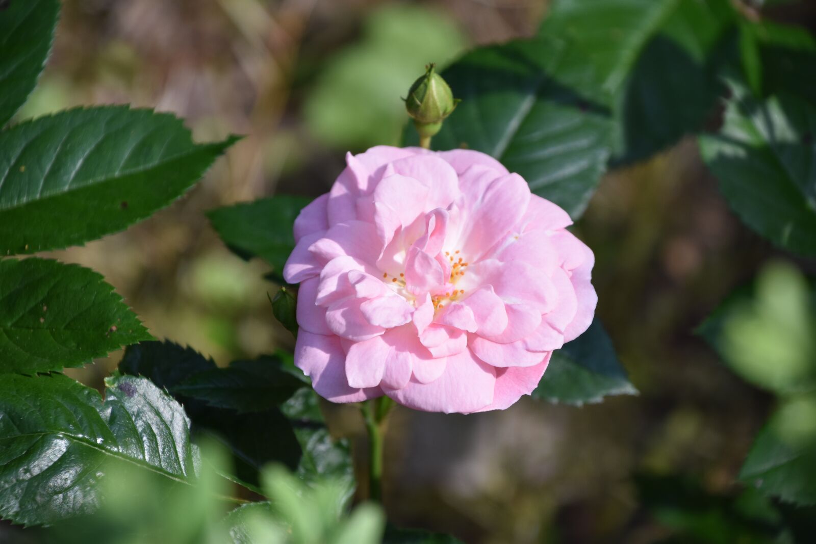 Nikon D5600 sample photo. Pink, rosebush, bud photography