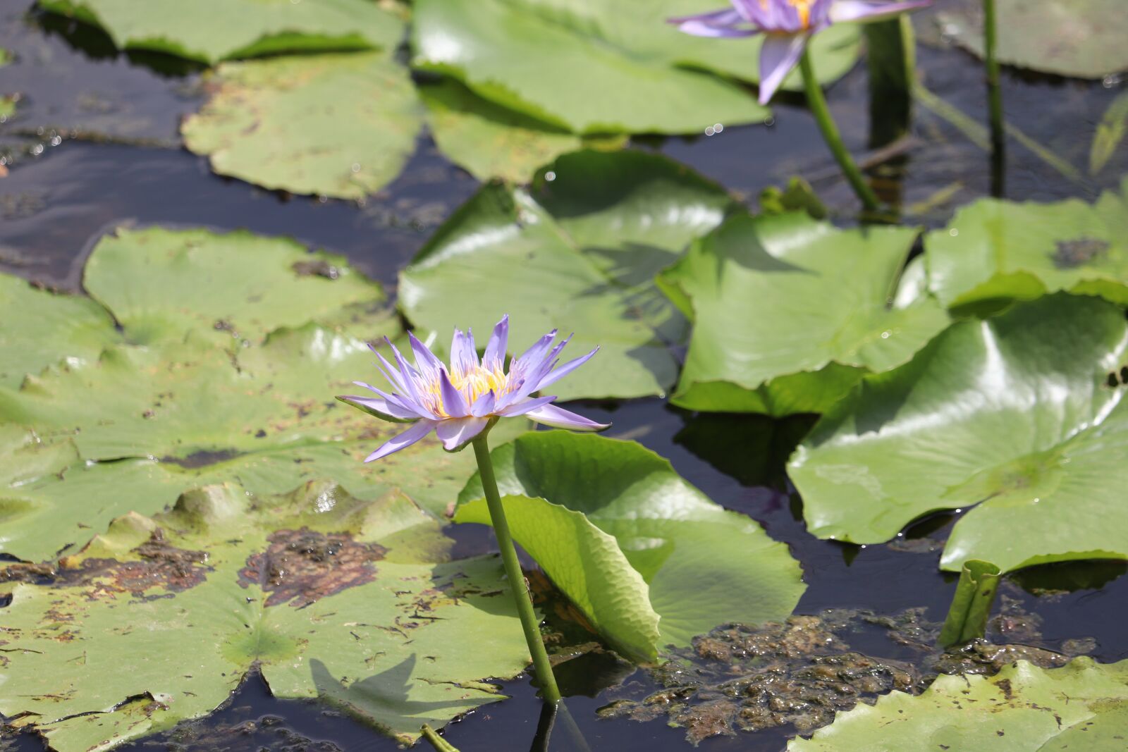 Canon EOS 200D (EOS Rebel SL2 / EOS Kiss X9) sample photo. Lotus, flower, pond photography