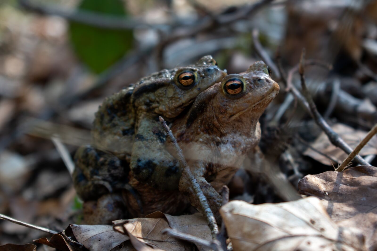 Nikon D3500 sample photo. Toad, frog, nature photography