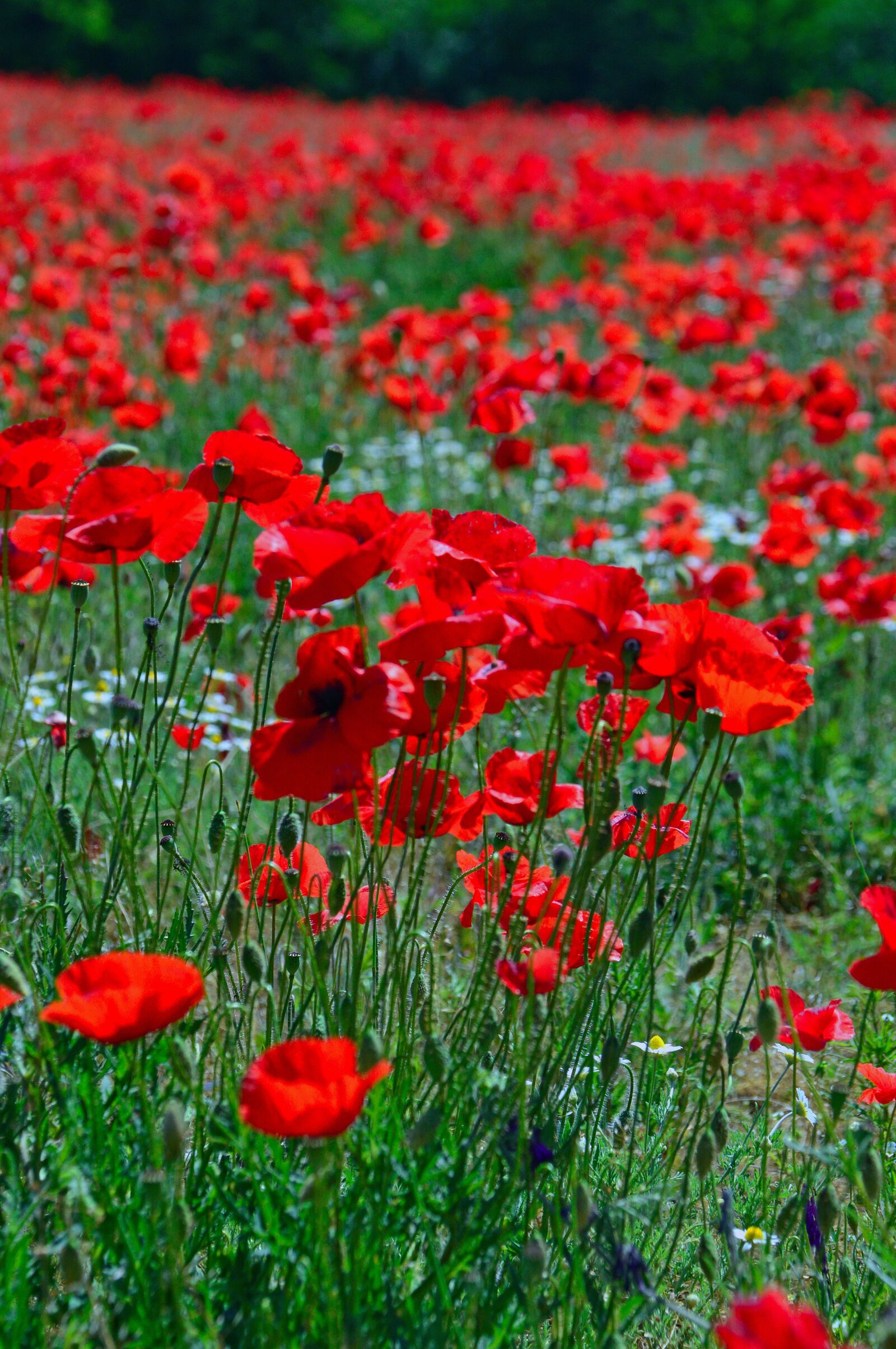 Nikon D3200 sample photo. Poppy, poppy field, red photography