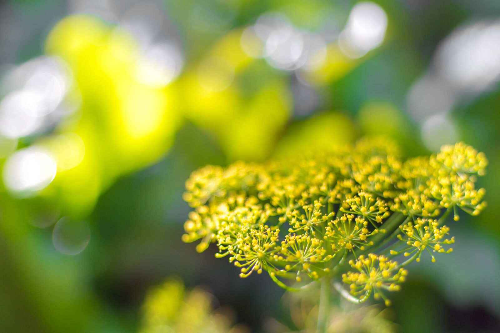 Canon EOS 6D + Canon EF 50mm F1.8 STM sample photo. Flowers, garden, grass, green photography