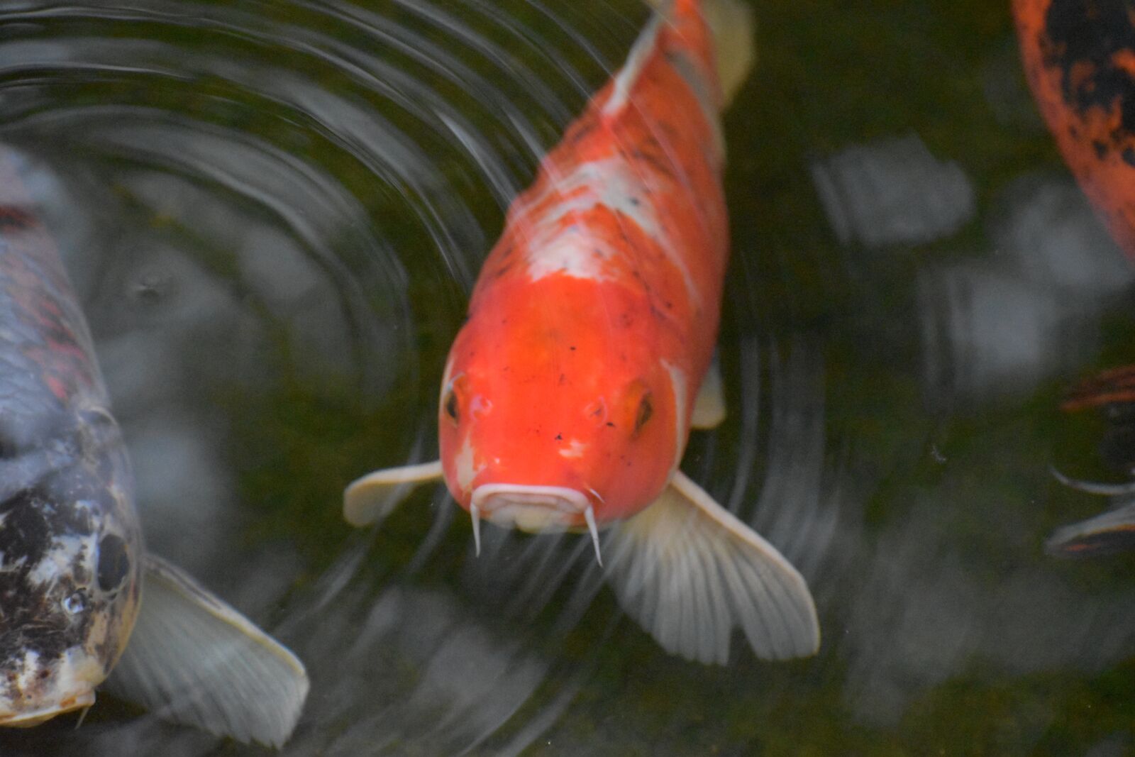 Nikon D5600 sample photo. Koi, fish, carp photography