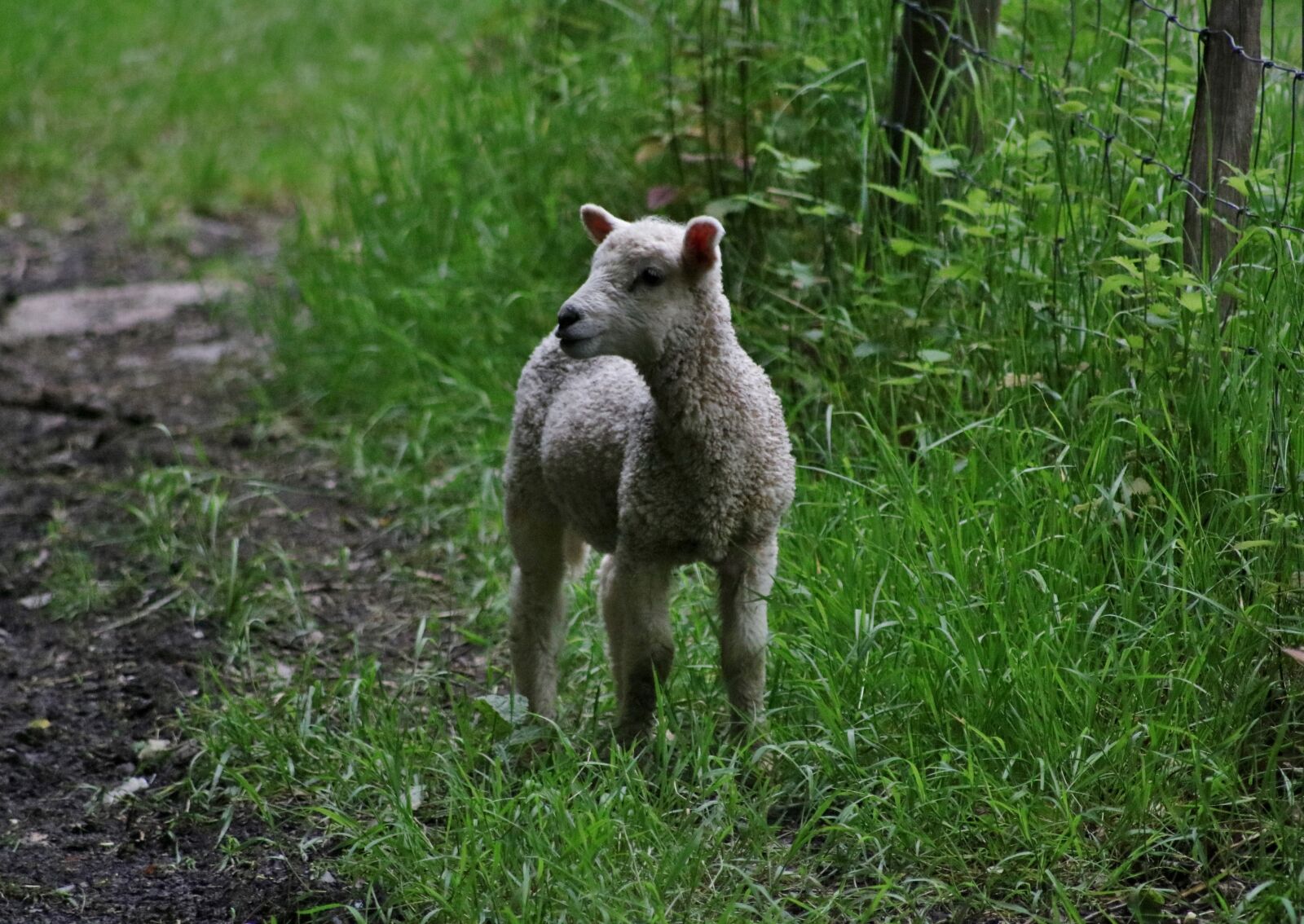 Canon EOS 750D (EOS Rebel T6i / EOS Kiss X8i) sample photo. Lamb, nature, farm photography