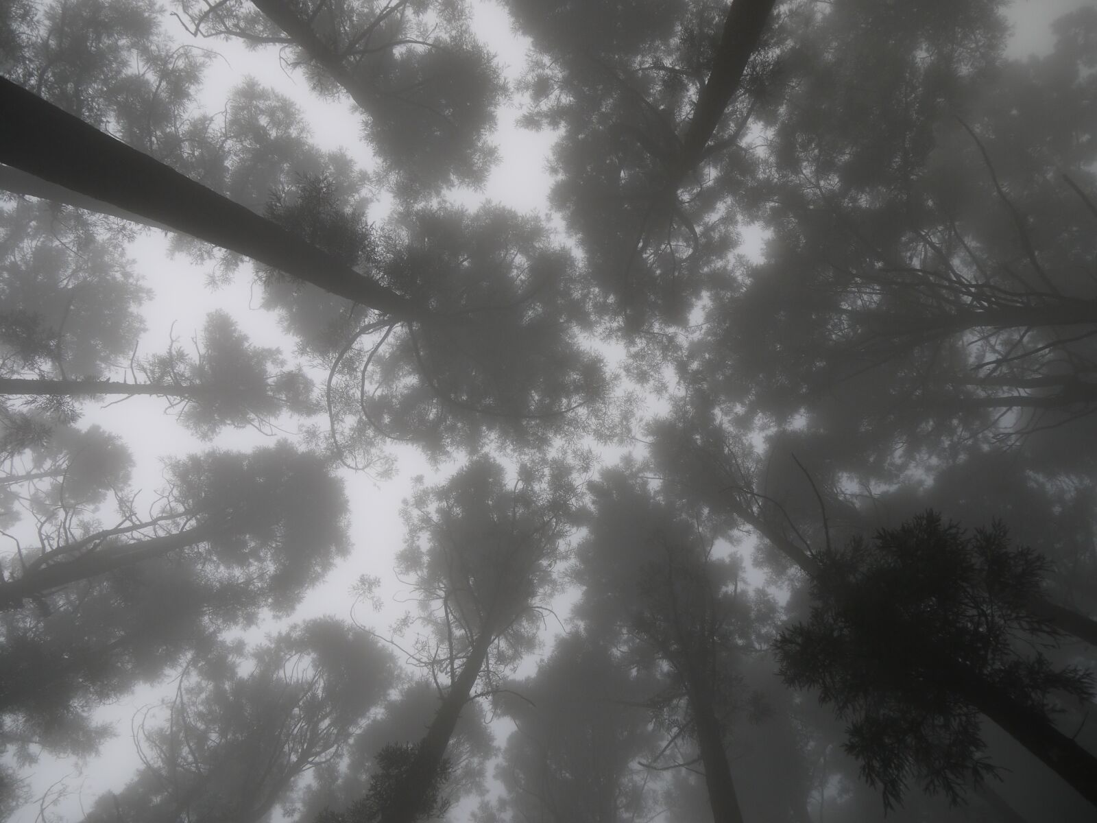 Panasonic Lumix DMC-GF3 sample photo. Dim 朧 beauty, mountains, woodland photography